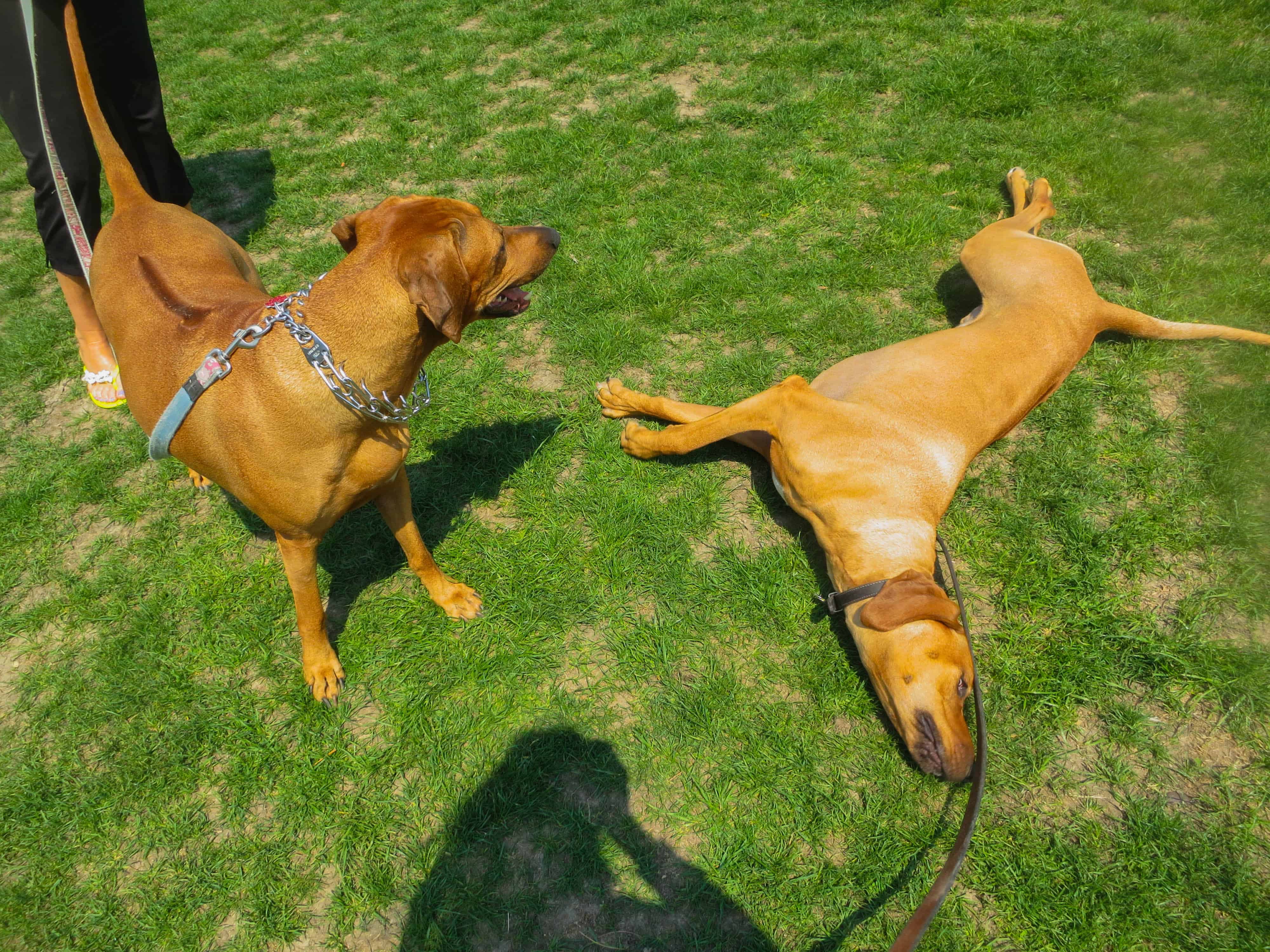 Rhodesian Ridgeback photos, pet adventure, dog blog