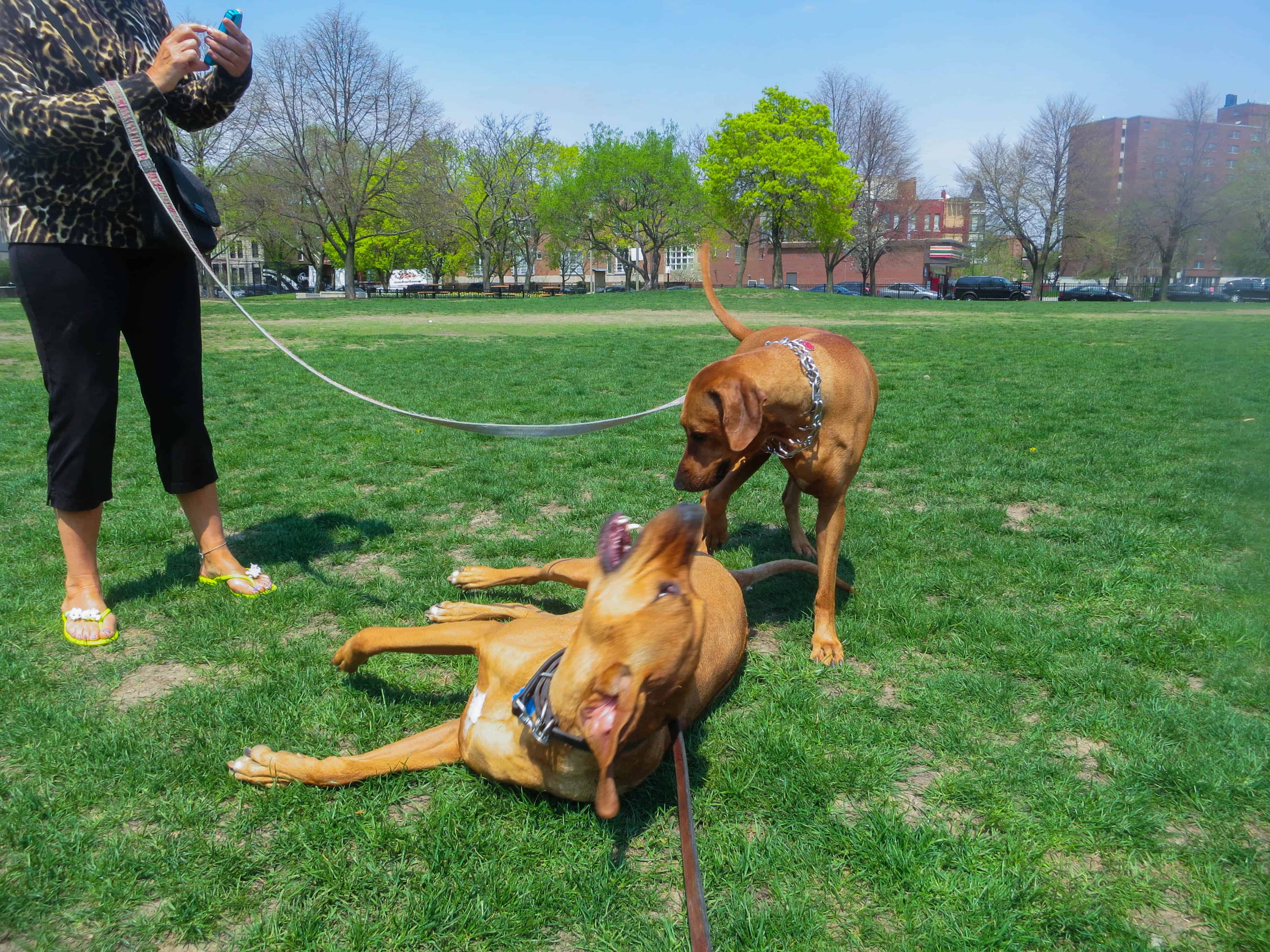 Rhodesian Ridgeback photos, pet adventure, dog blog