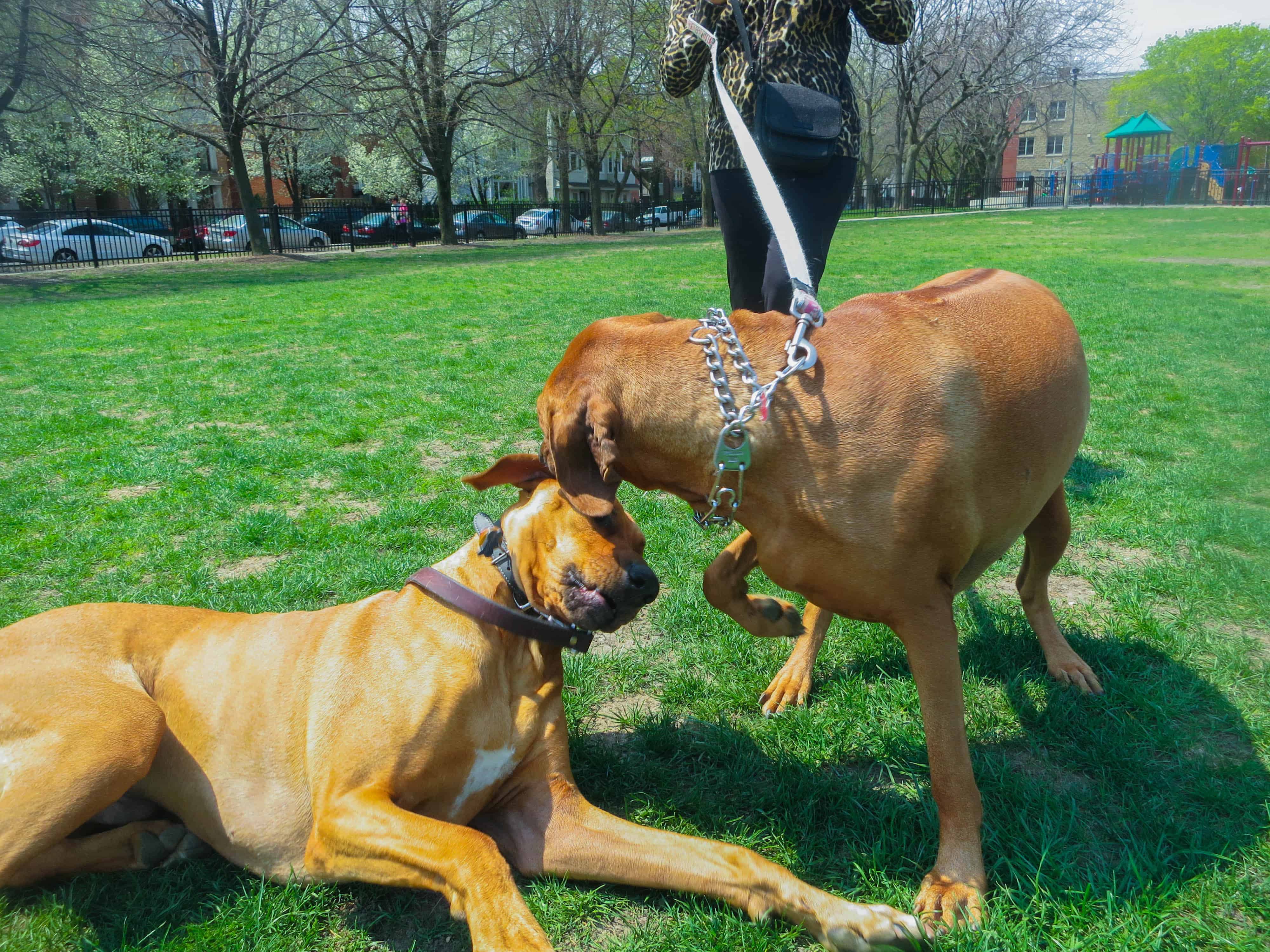 Rhodesian Ridgeback photos, pet adventure, dog blog