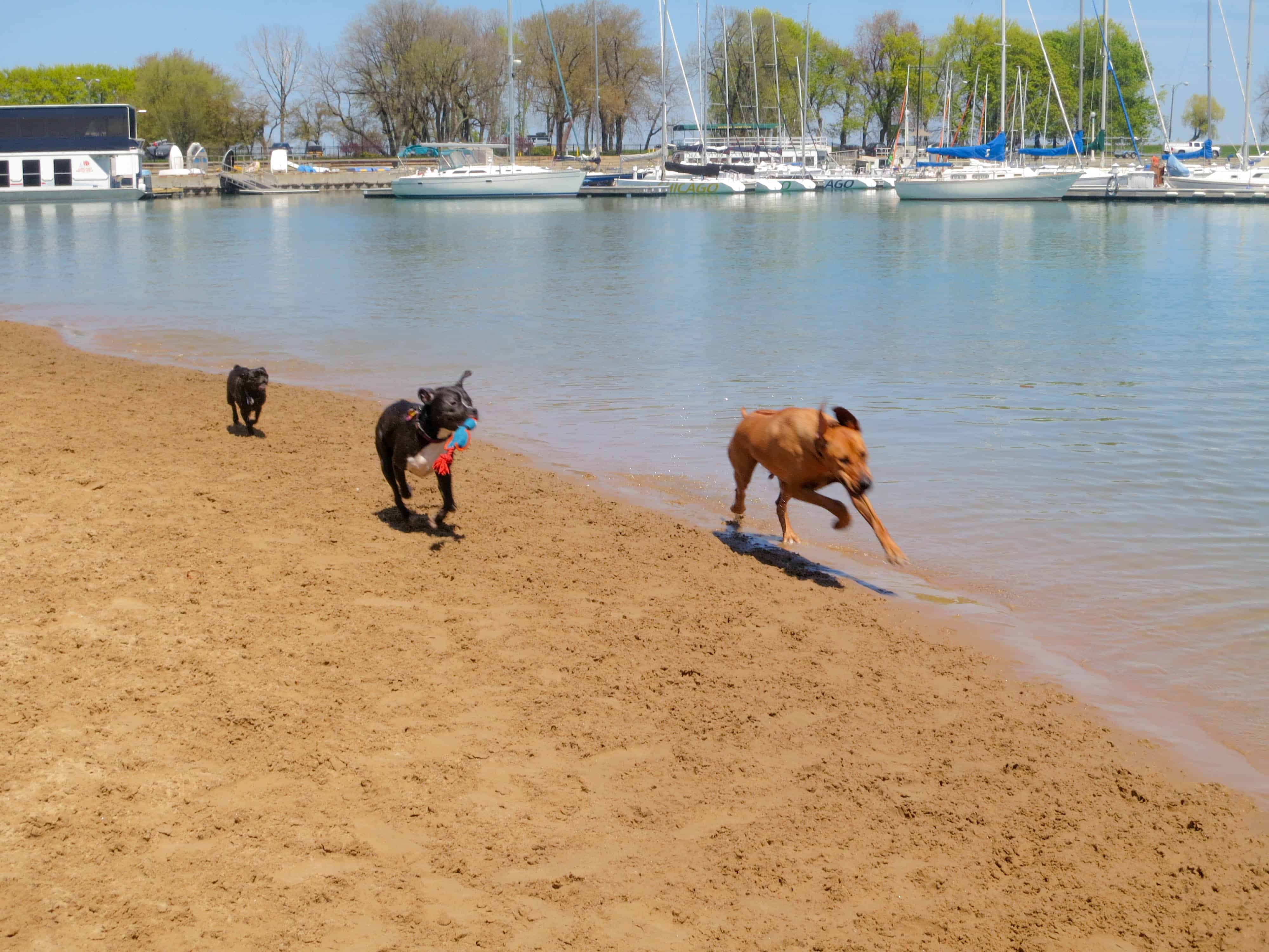 rhodesian ridgeback, pet adventure, dog blog, pet photos