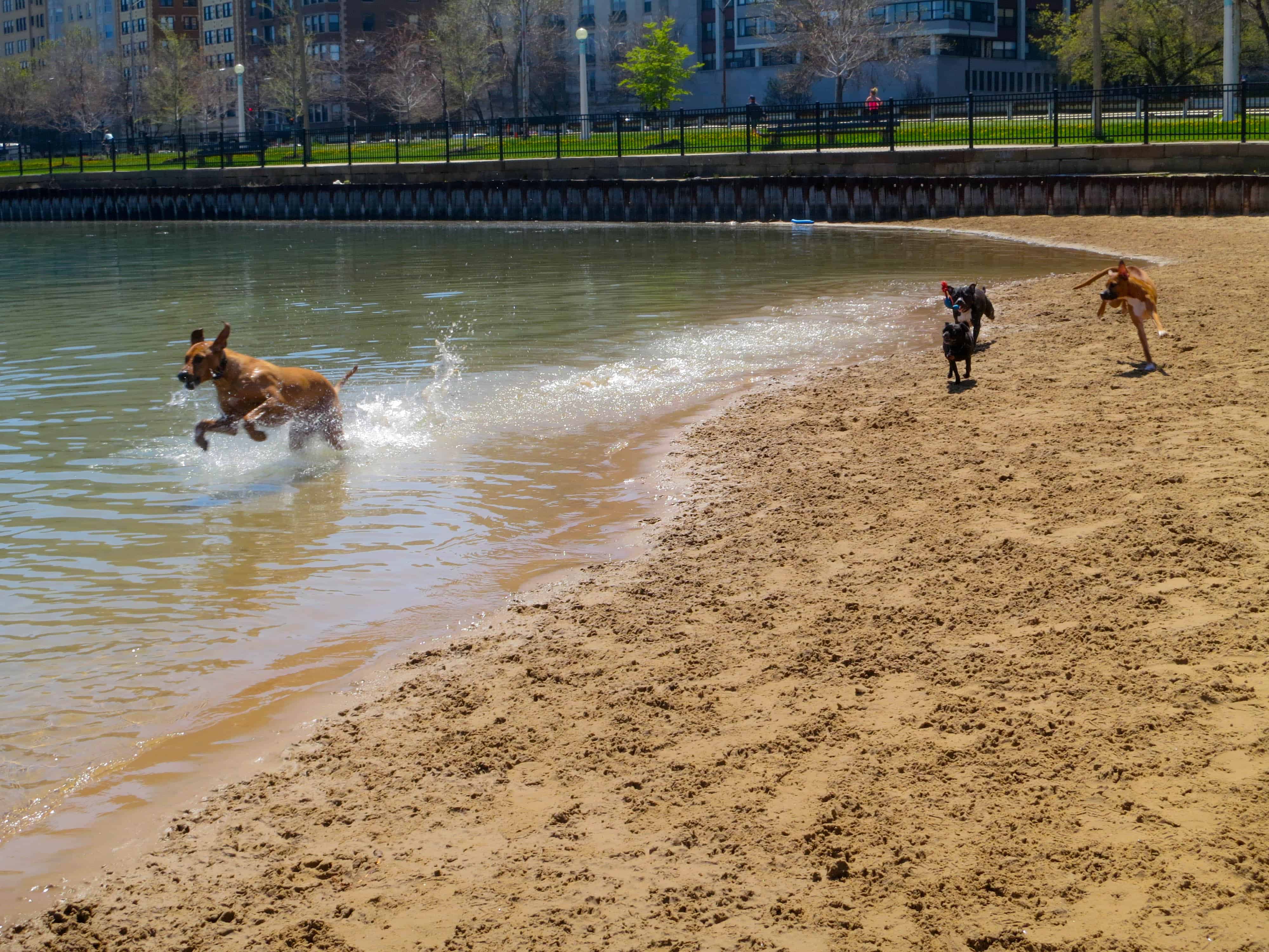 rhodesian ridgeback, pet adventure, dog blog, pet photos