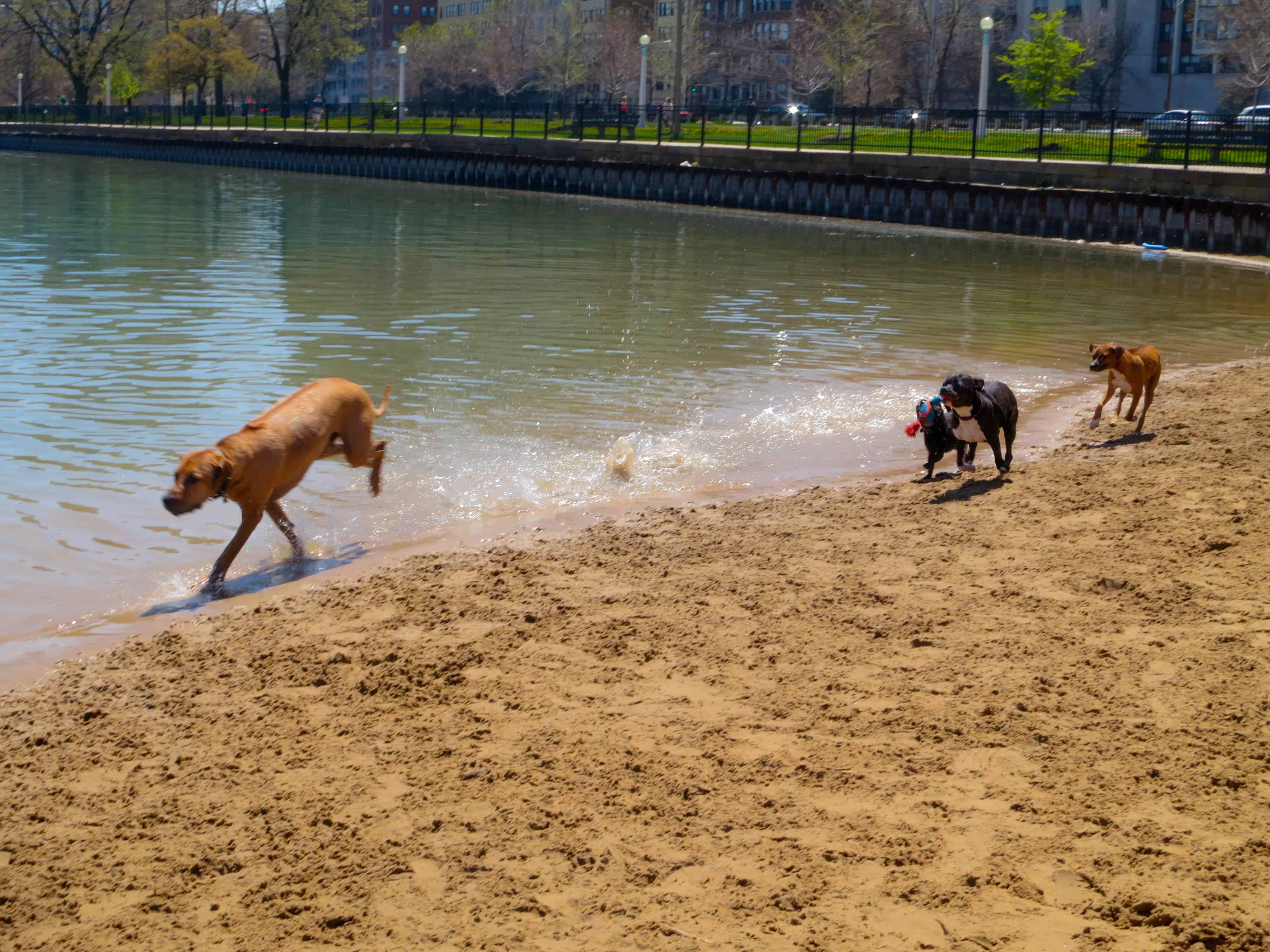 rhodesian ridgeback, pet adventure, dog blog, pet photos