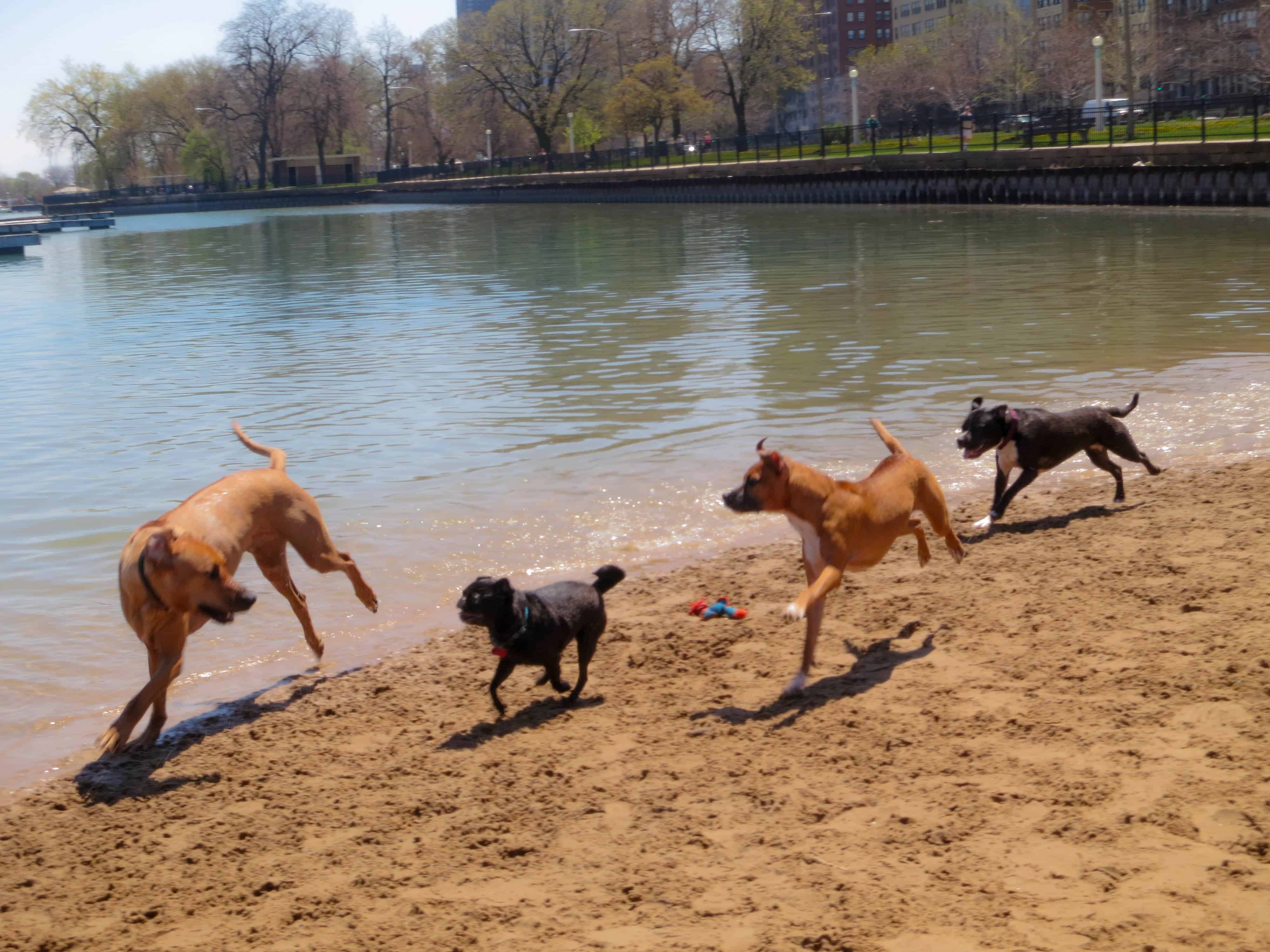 rhodesian ridgeback, pet adventure, dog blog, pet photos