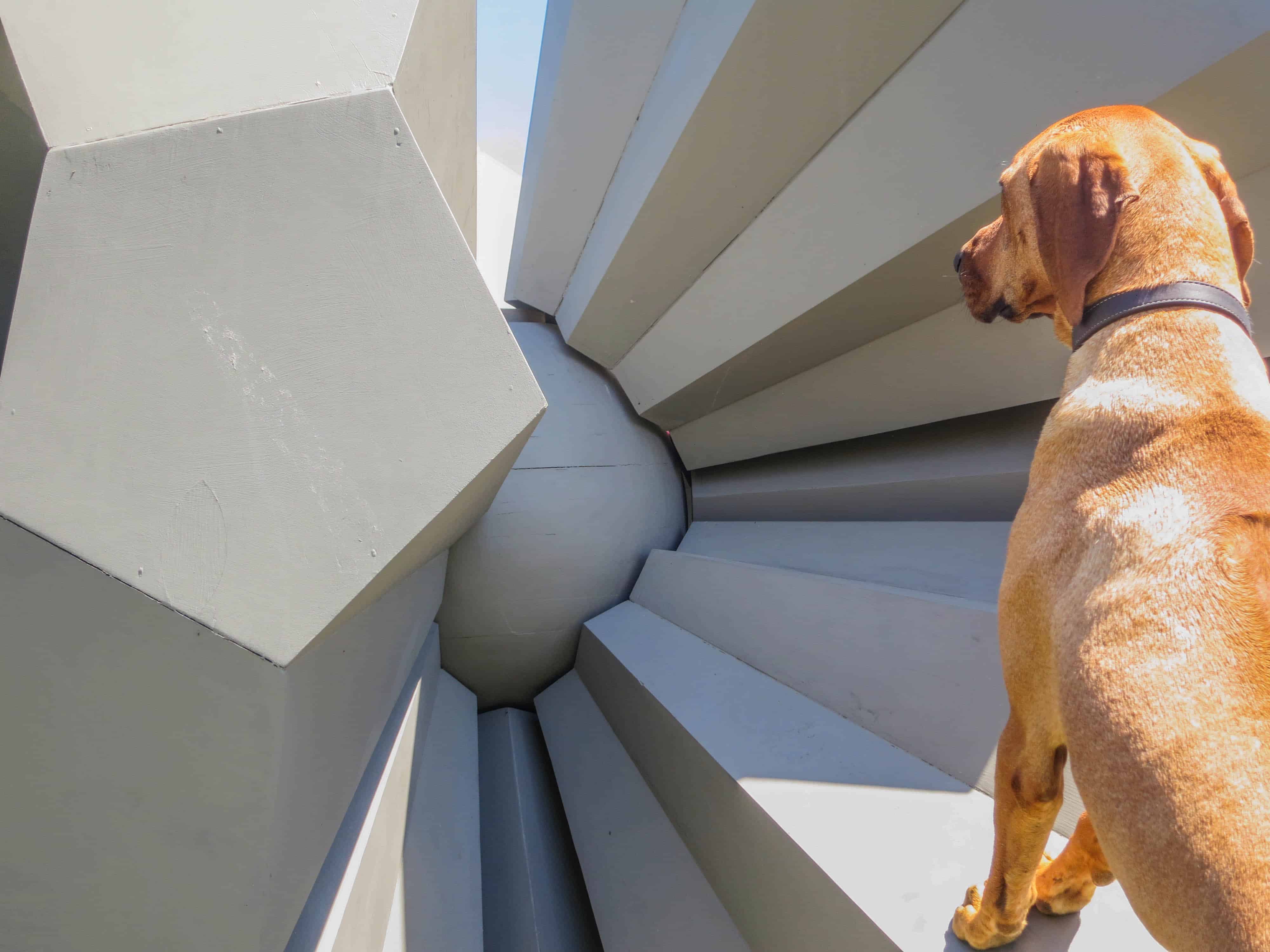 Rhodesian Ridgeback, pet adventure, dog blog, pet photos