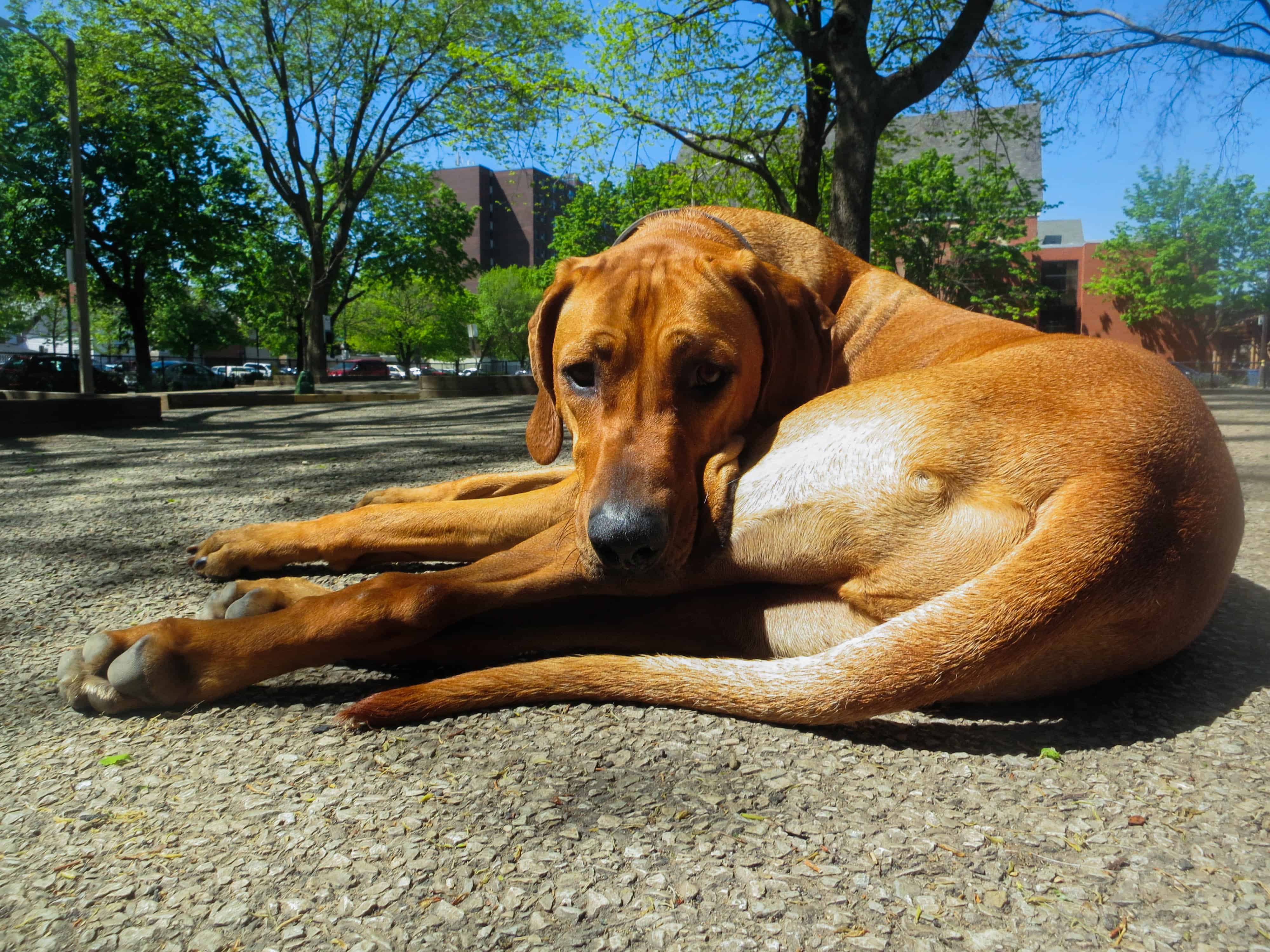 Rhodesian RIdgeback, pet adventure, dog blog, pet photos