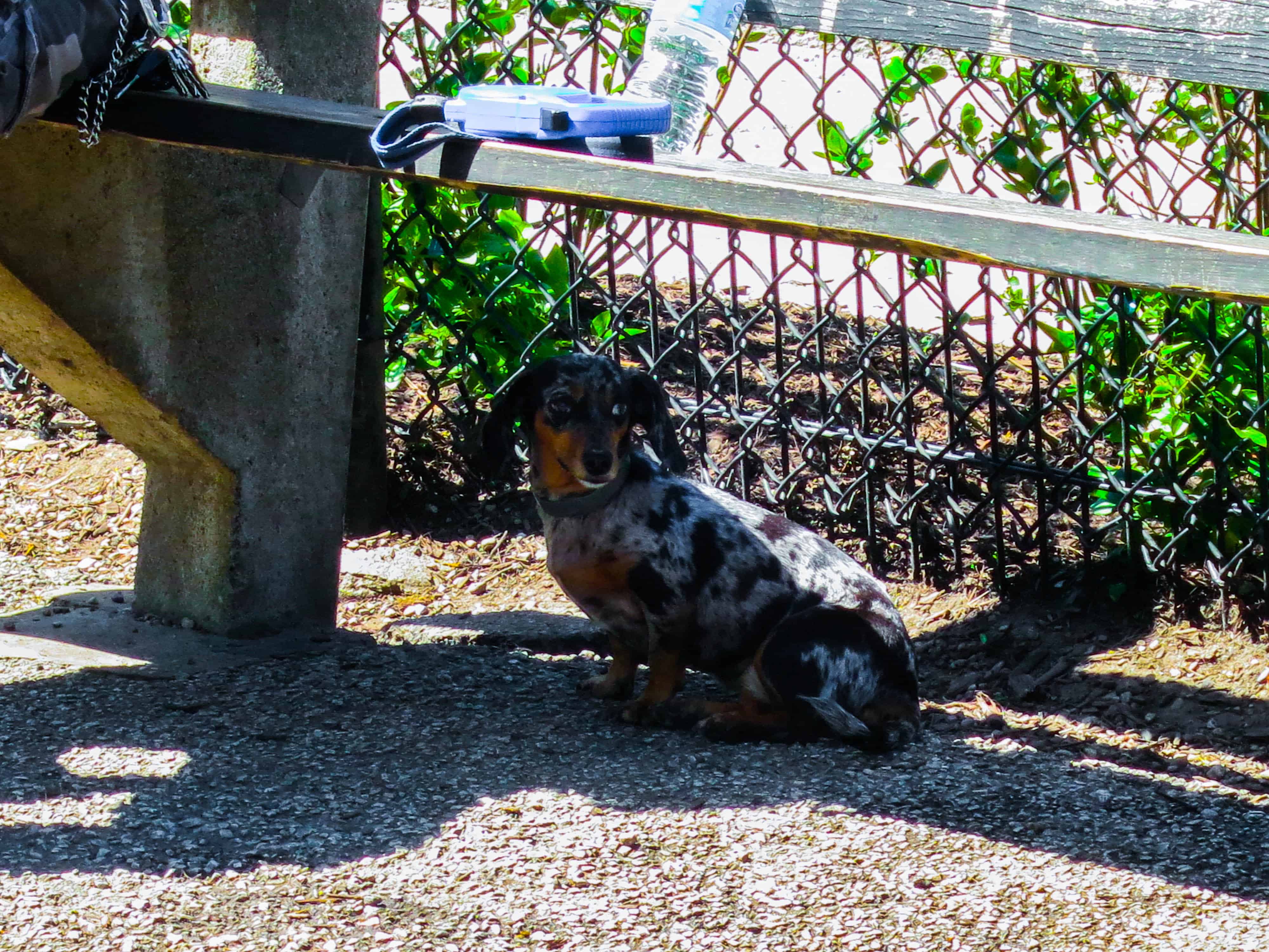 Rhodesian RIdgeback, pet adventure, dog blog, pet photos