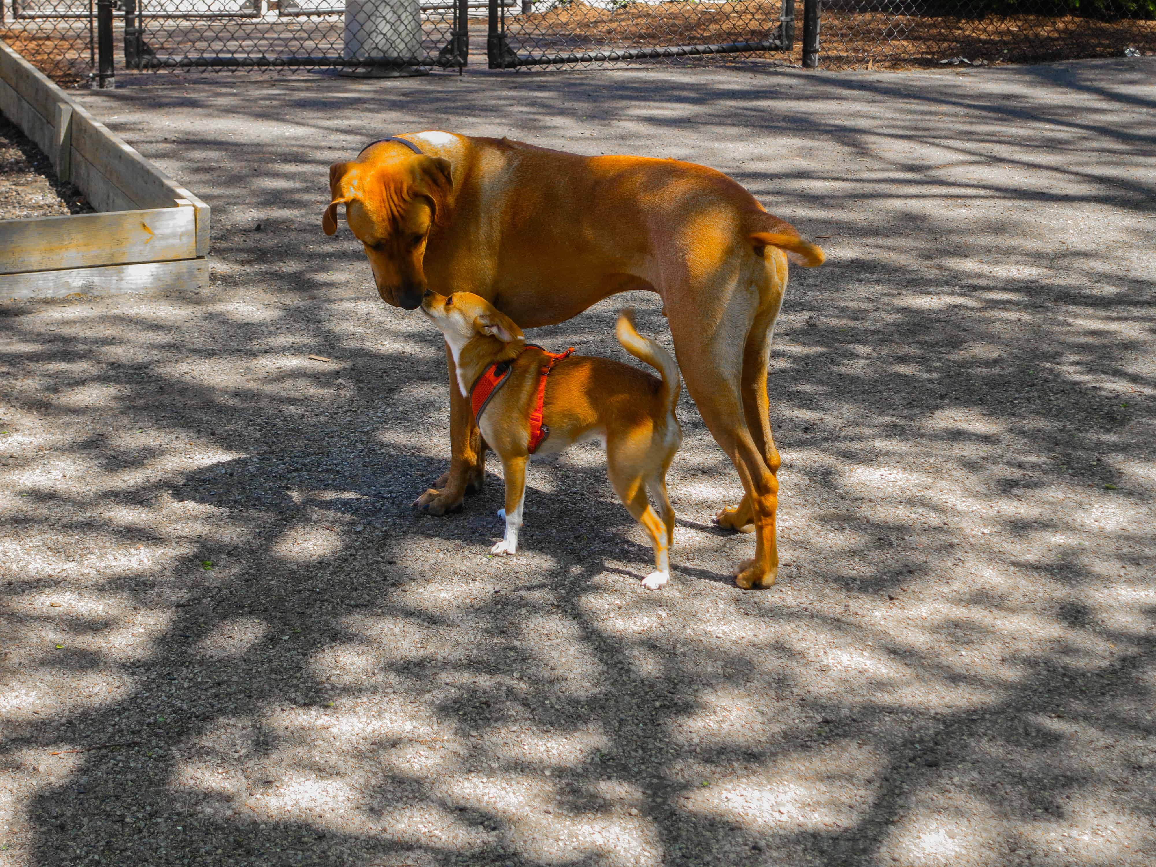 Rhodesian Ridgeback photo, pet adventure, dog blog, chicago, petcentric, dog beach