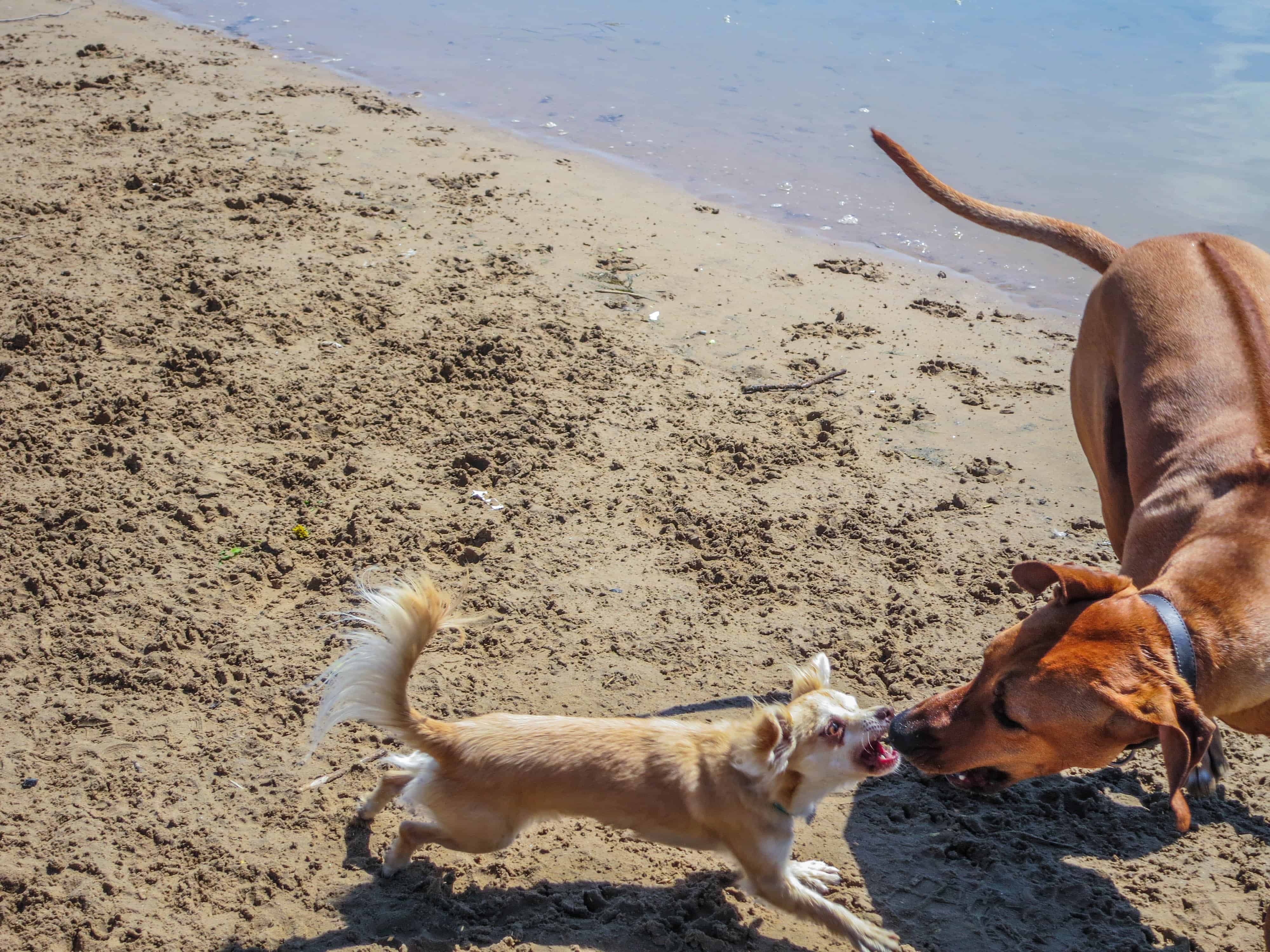 Rhodesian Ridgeback photo, pet adventure, dog blog, chicago, petcentric, dog beach