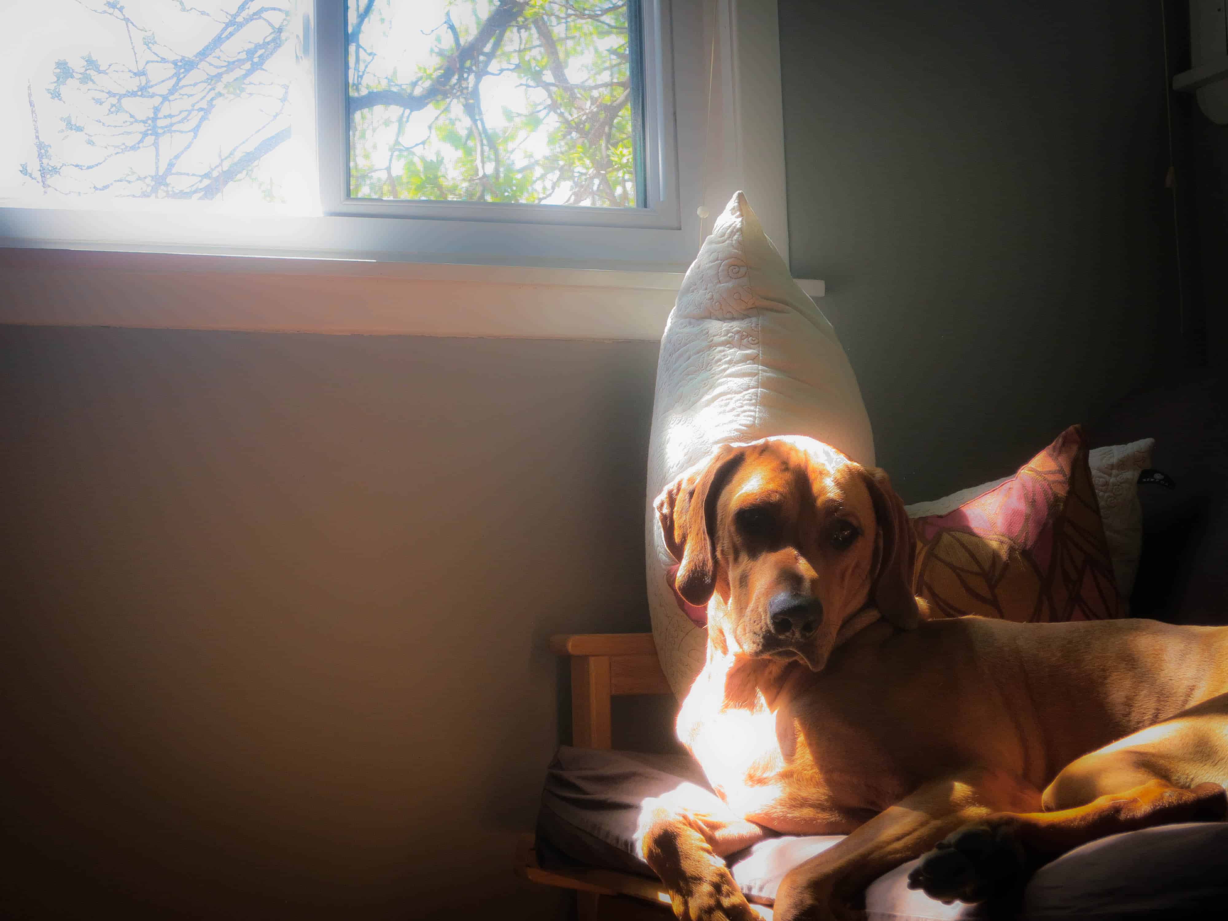 Rhodesian Ridgeback, pet adventure, dog blog, pet photos