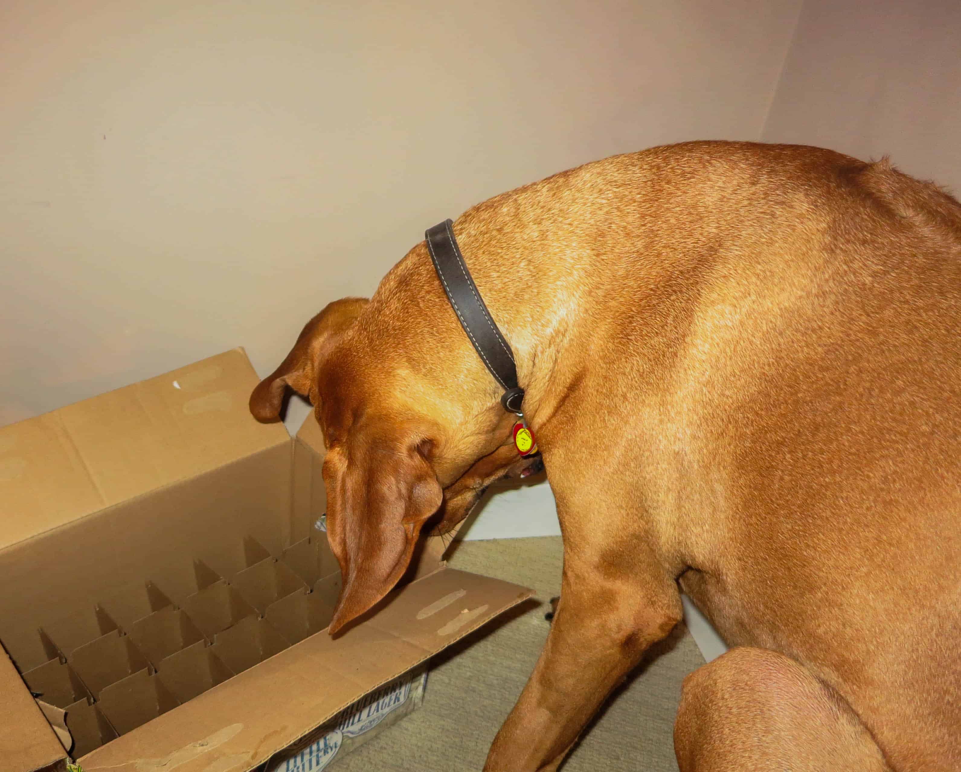 Rhodesian Ridgeback, pet adventure, petcentric, marking our territory, dog blog