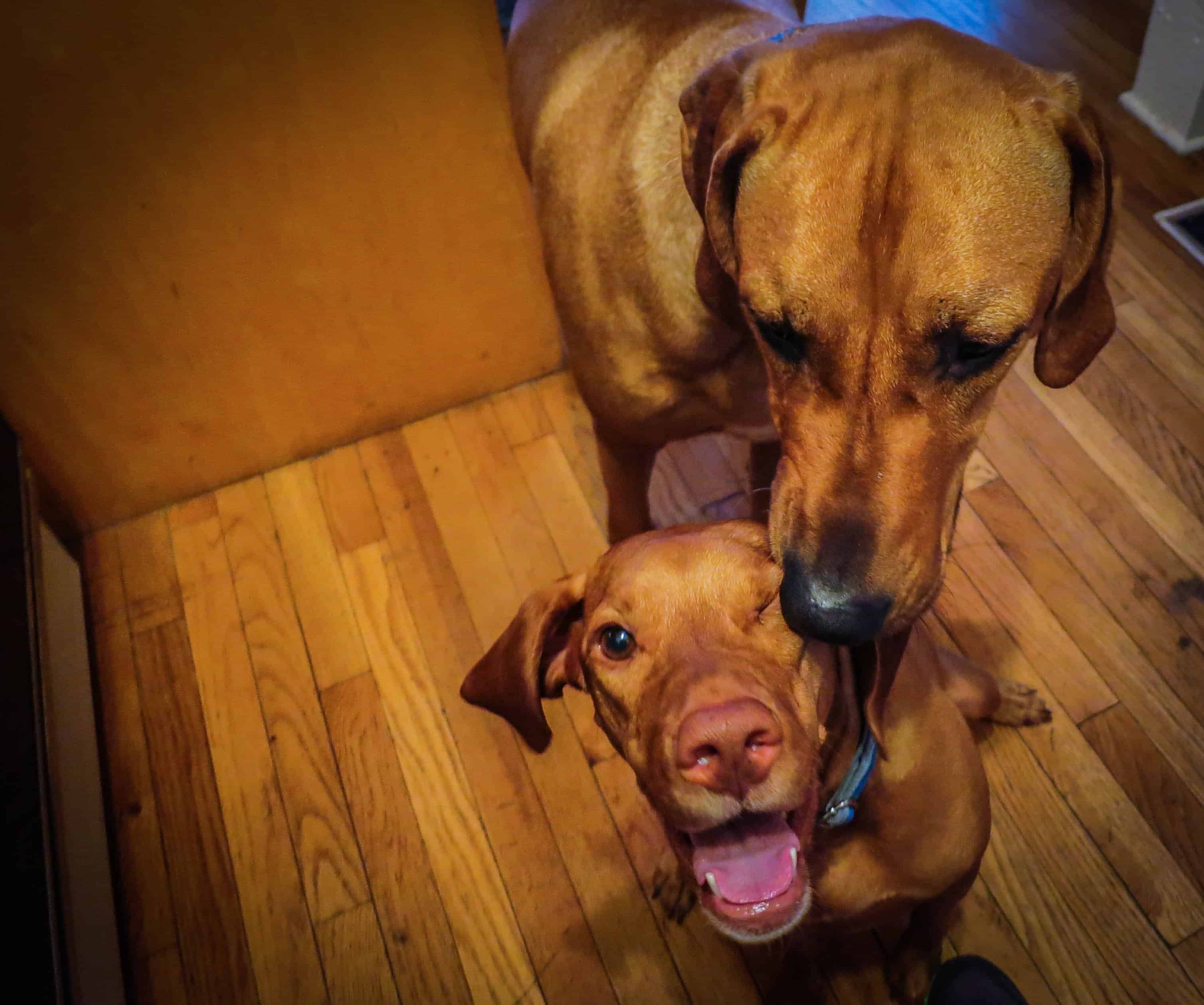 Marking Our Territory, Rhodesian Ridgeback, pet adventure, dog blog, pet photos, things to do with your dog