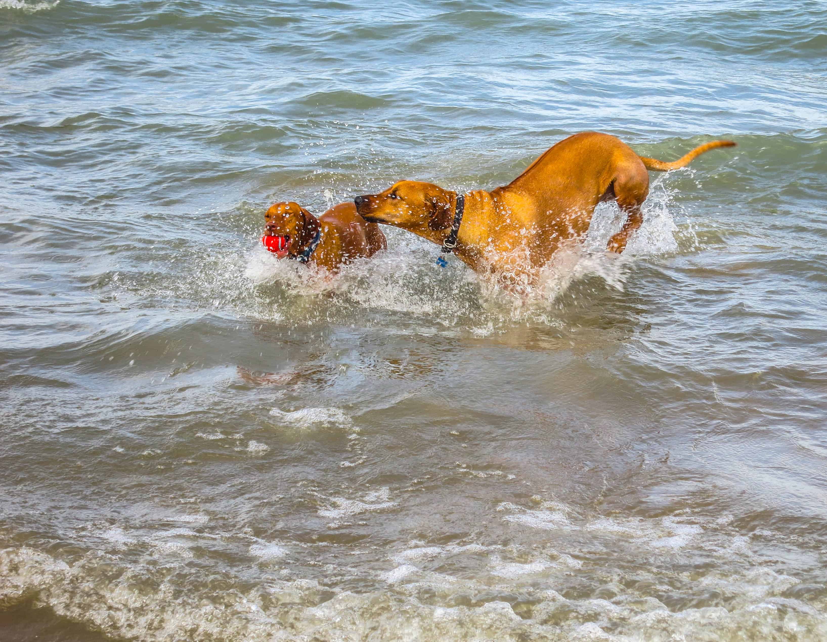 Rhodesian Ridgeback, pet adventure, marking our territory, dog blog,