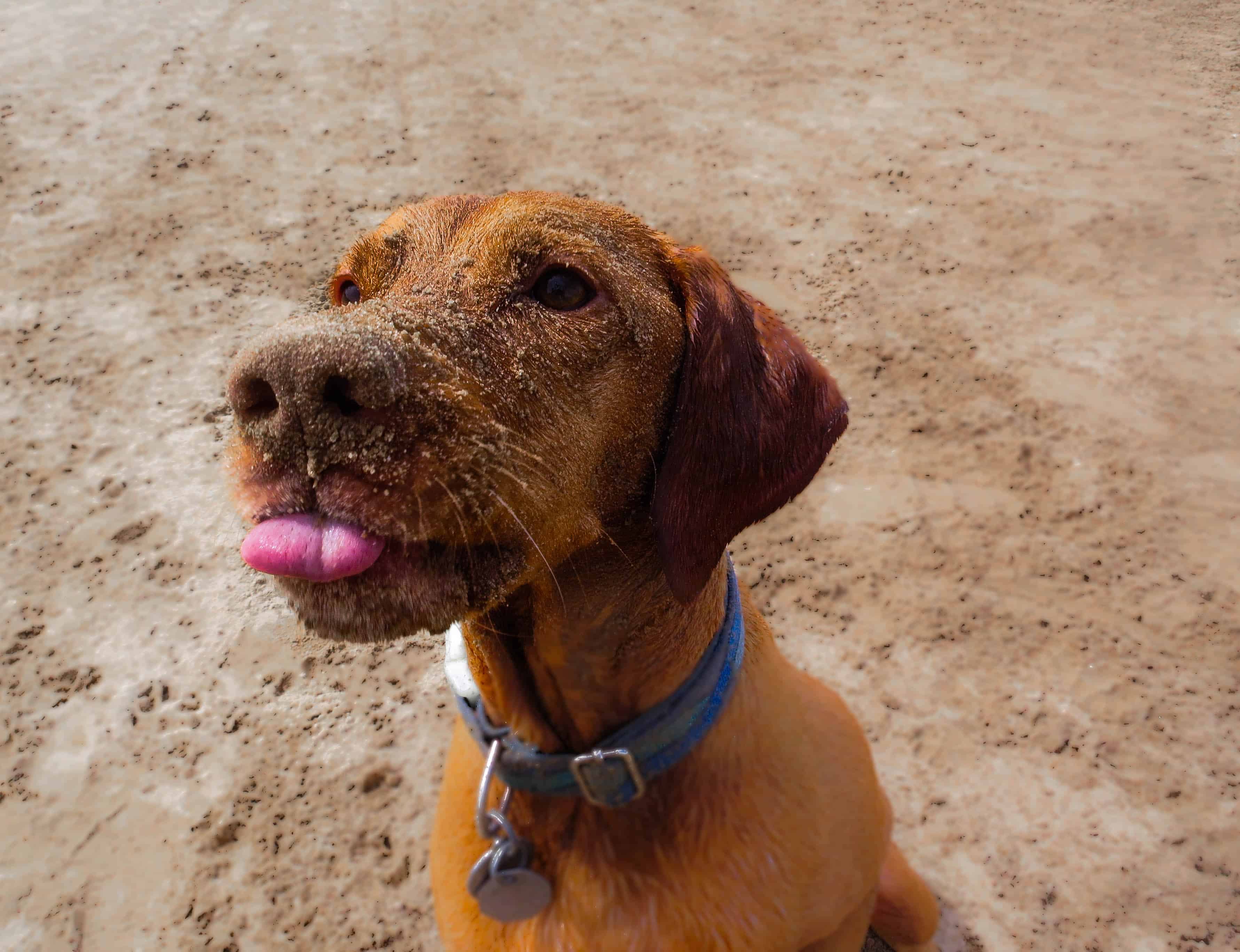 Marking Our Territory, Rhodesian Ridgeback, pet adventure, dog blog, pet photos, things to do with your dog