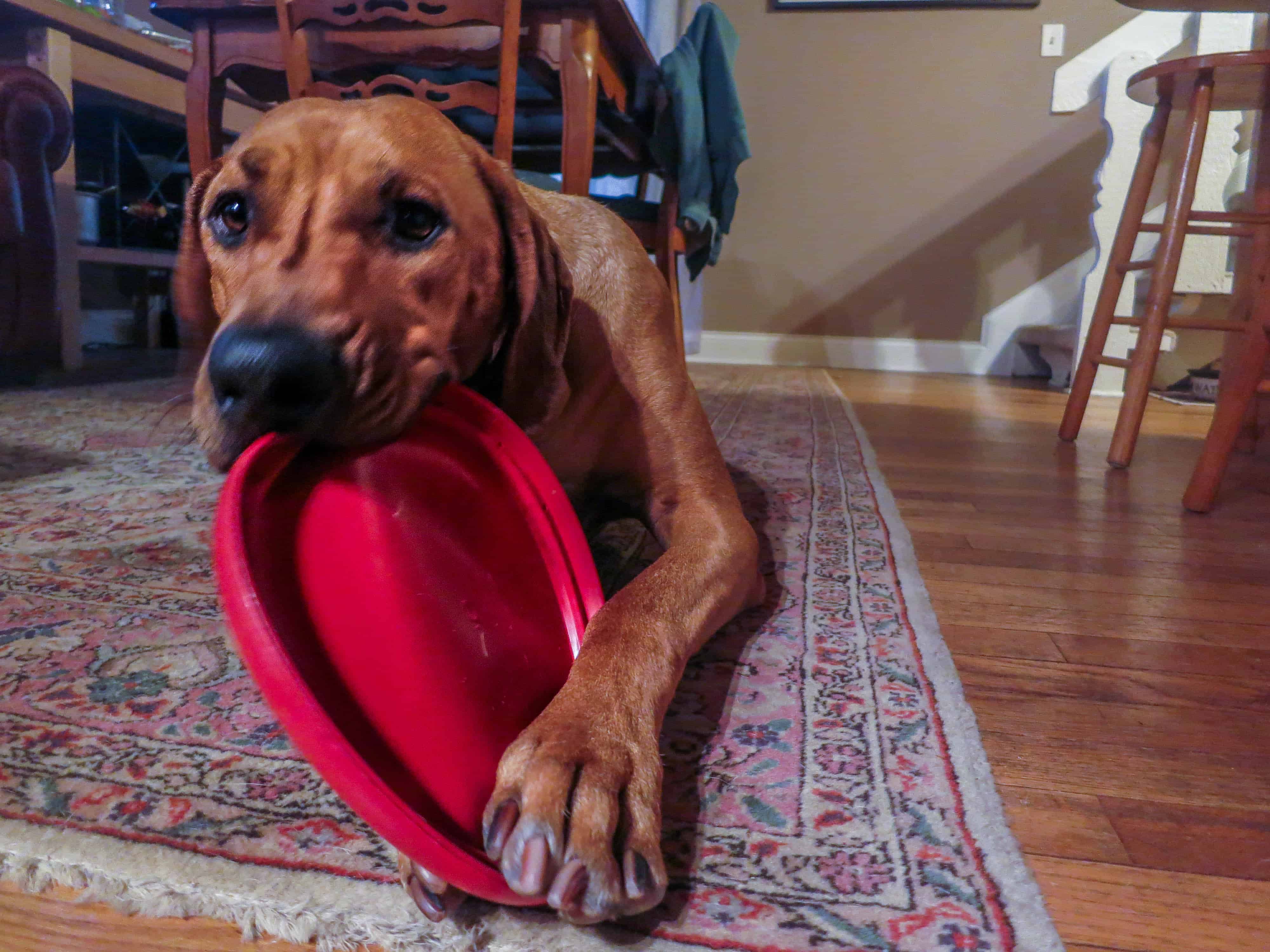 Rhodesian Ridgeback, pet adventure, marking our territory, dog blog, pet photos, 