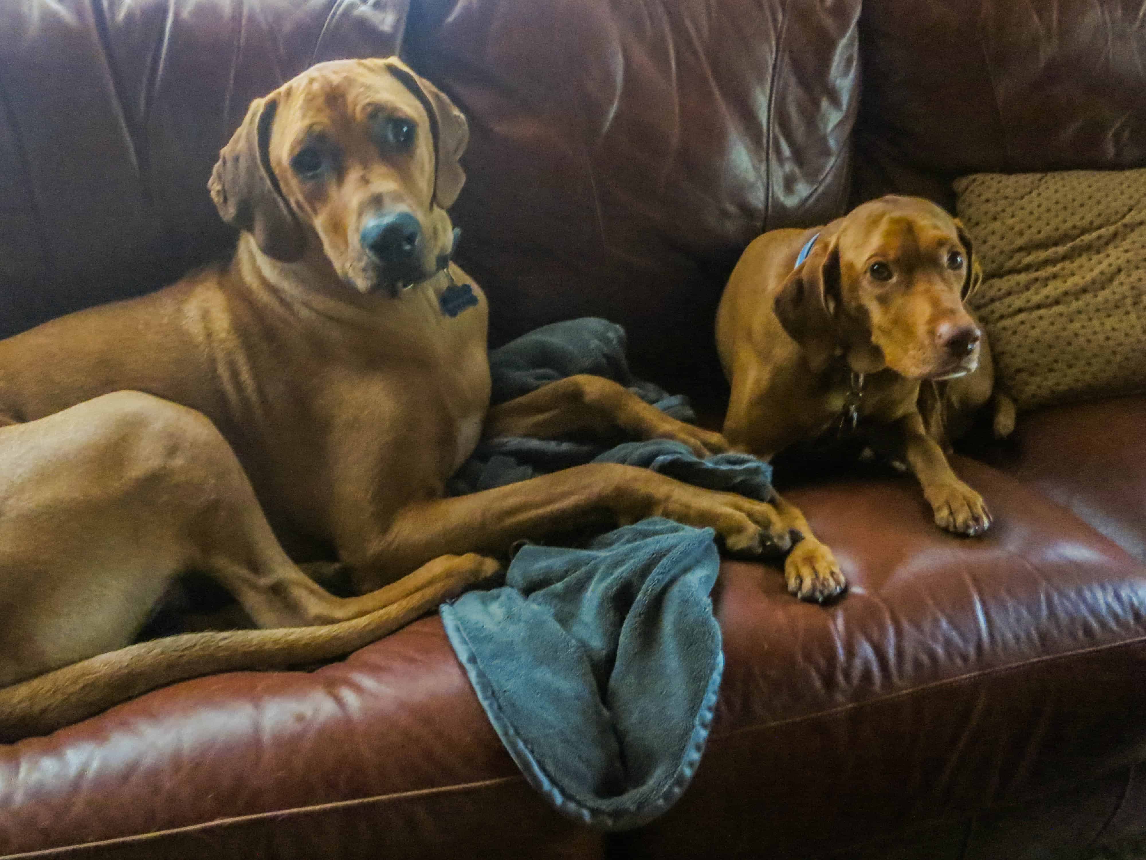 Rhodesian Ridgeback, pet adventure, dog blog, marking our territory