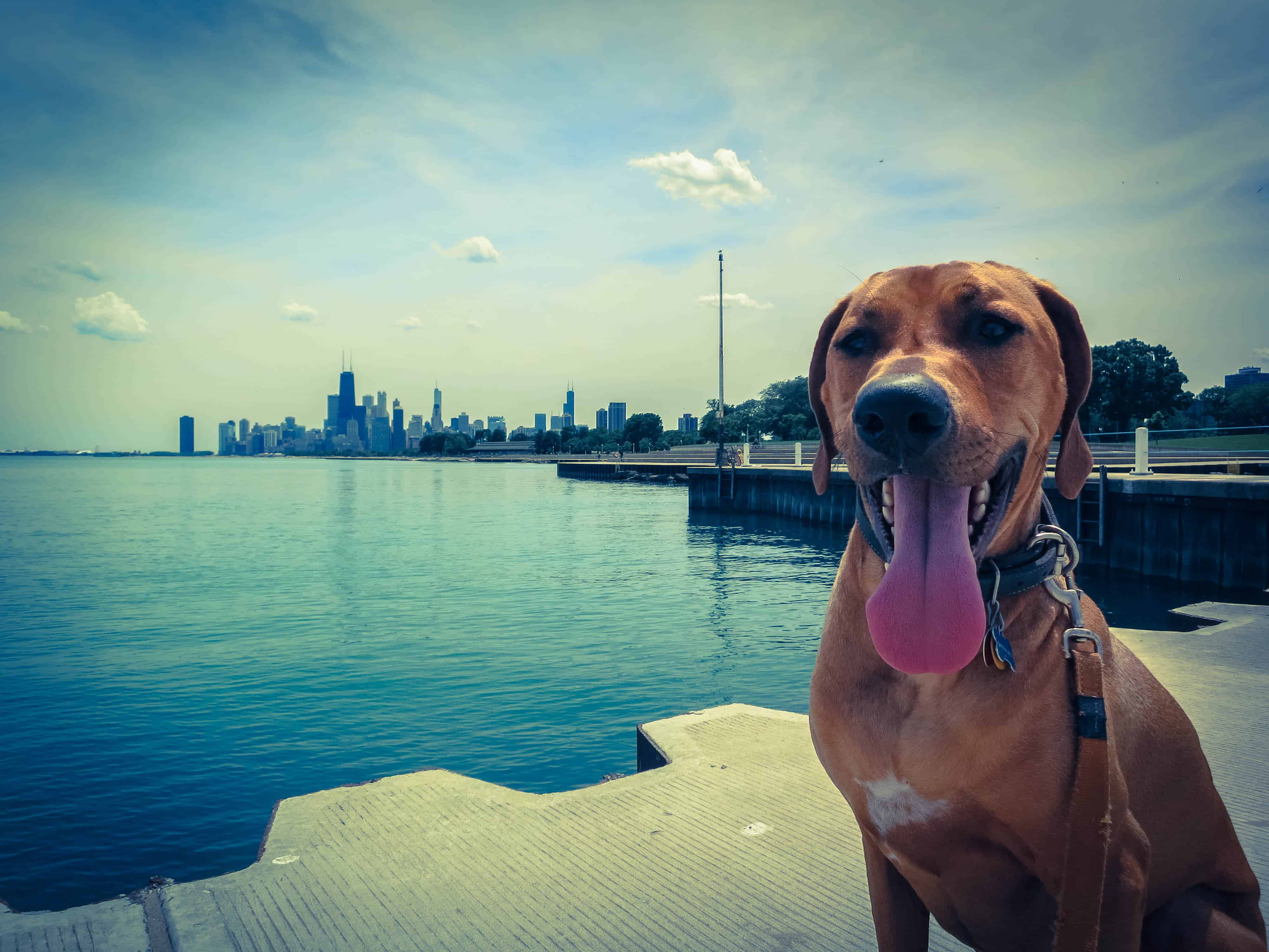 Rhodesian Ridgeback, pet adventure, dog blog, pet blog, marking our territory, petcentric, dog beach