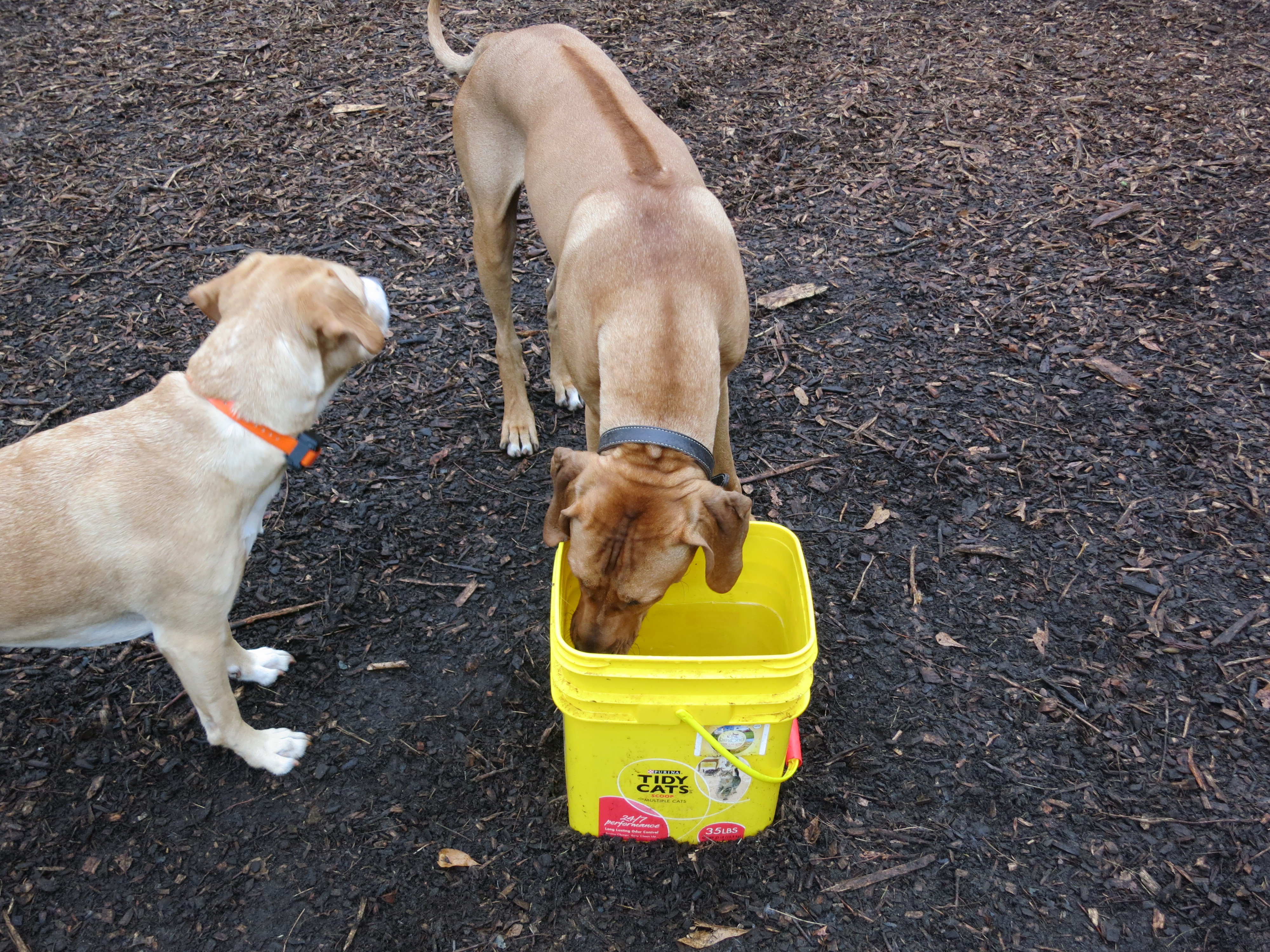 pet-friendly dog park