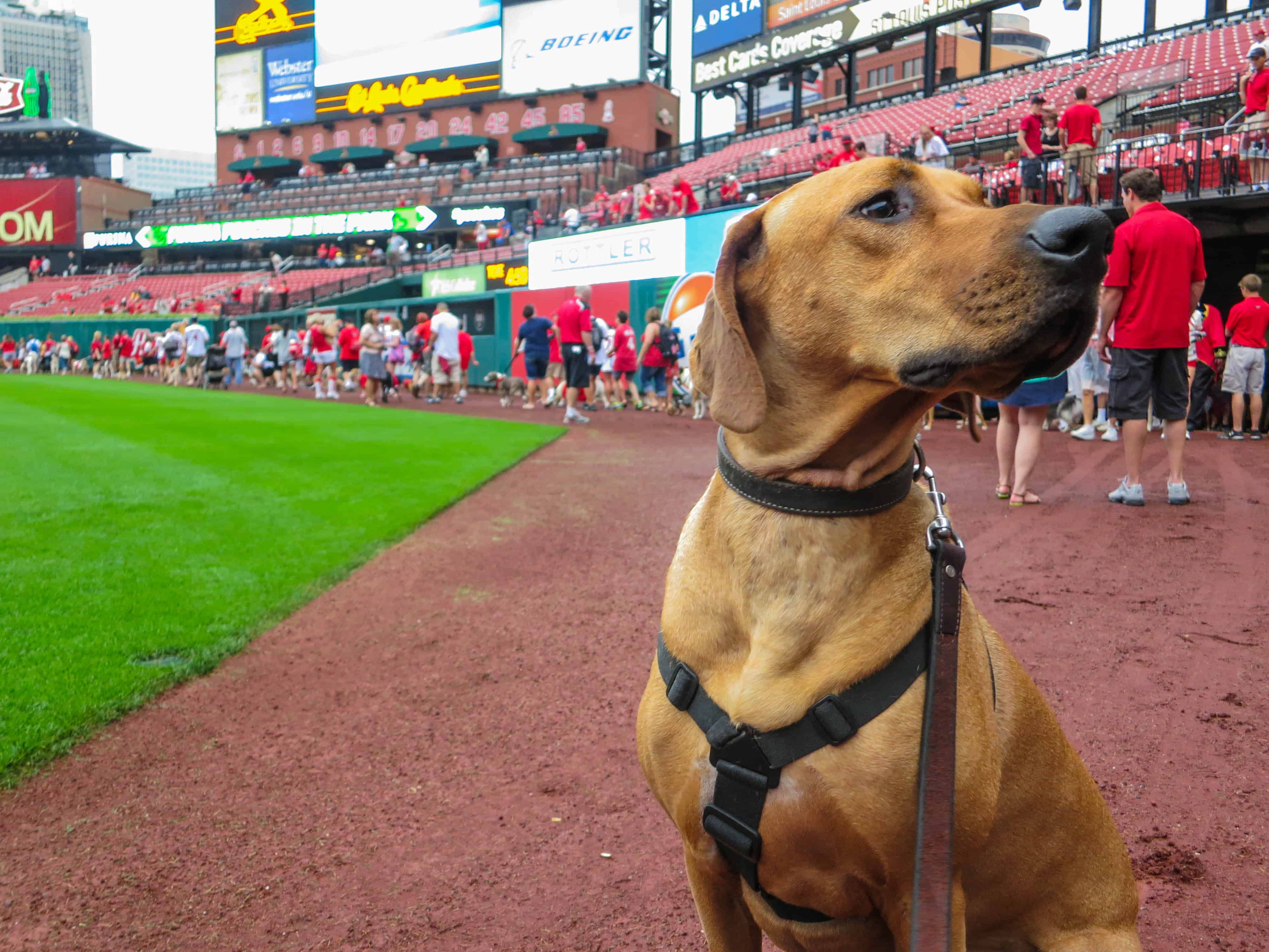 Pooches in the Park, marking our territory, petcentric, purina, st. louis cardinals, dog adventure, dog blog