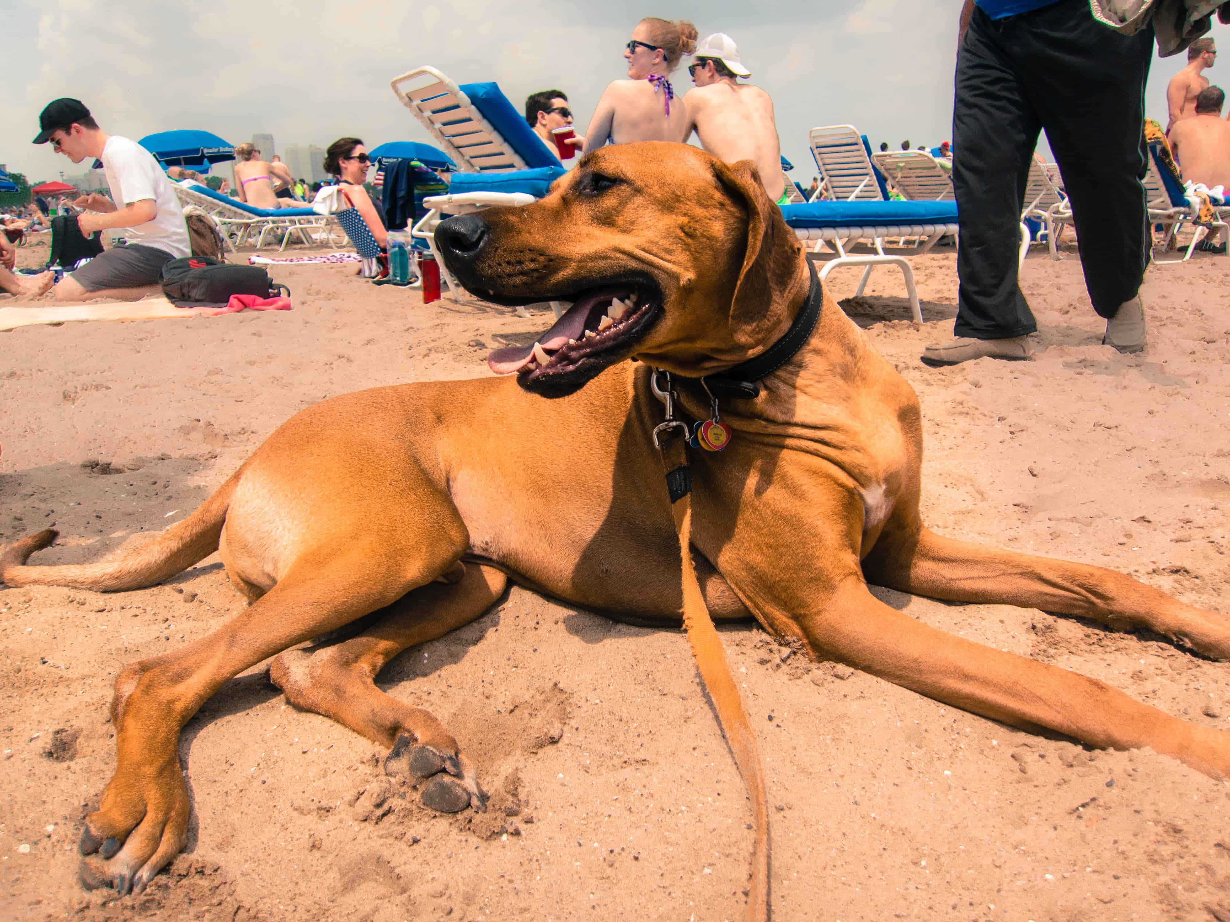 Rhodesian Ridgeback, pet adventure, dog blog, marking our territory, dog beach