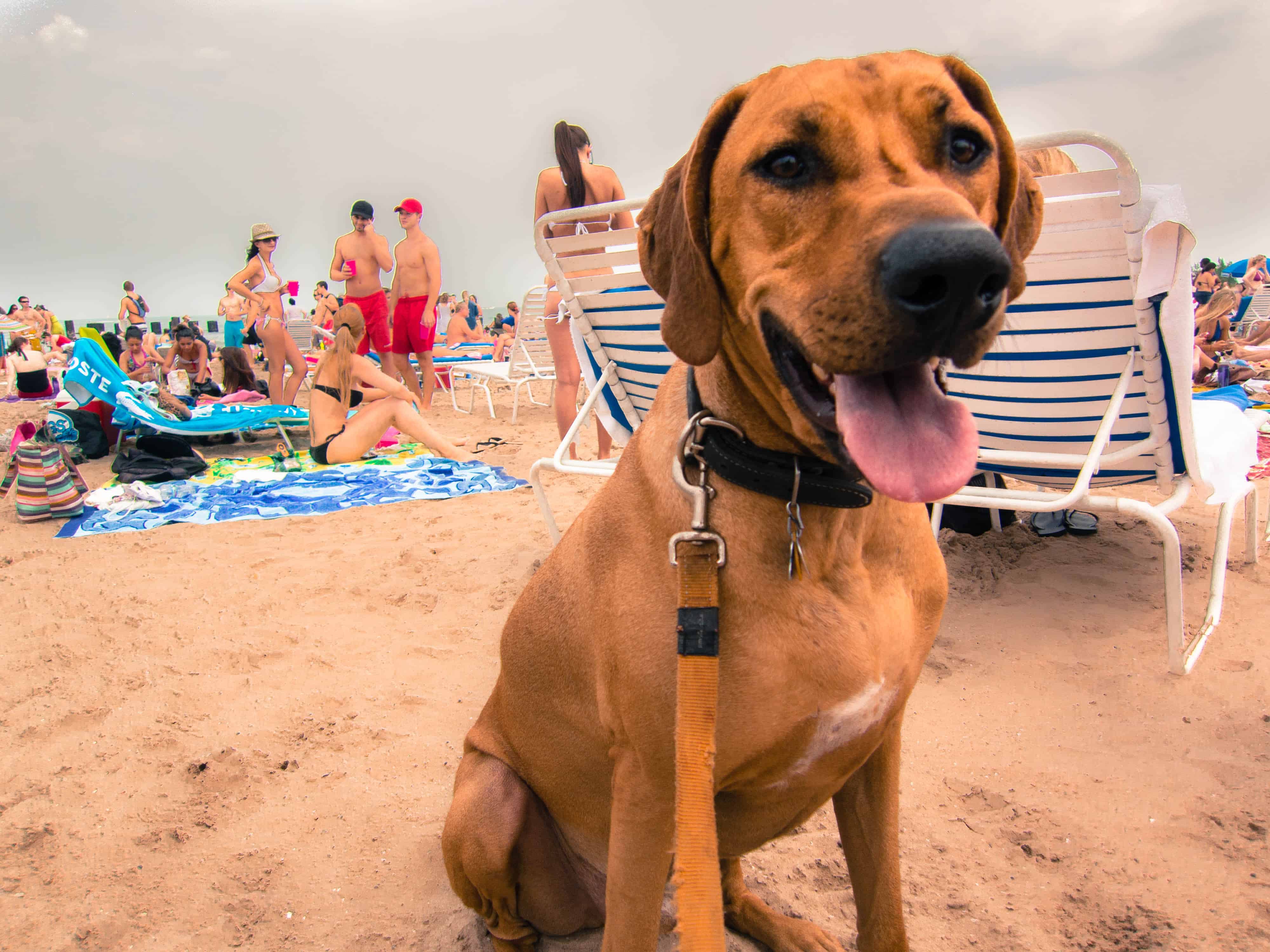 Rhodesian Ridgeback, pet adventure, dog blog, marking our territory, dog beach