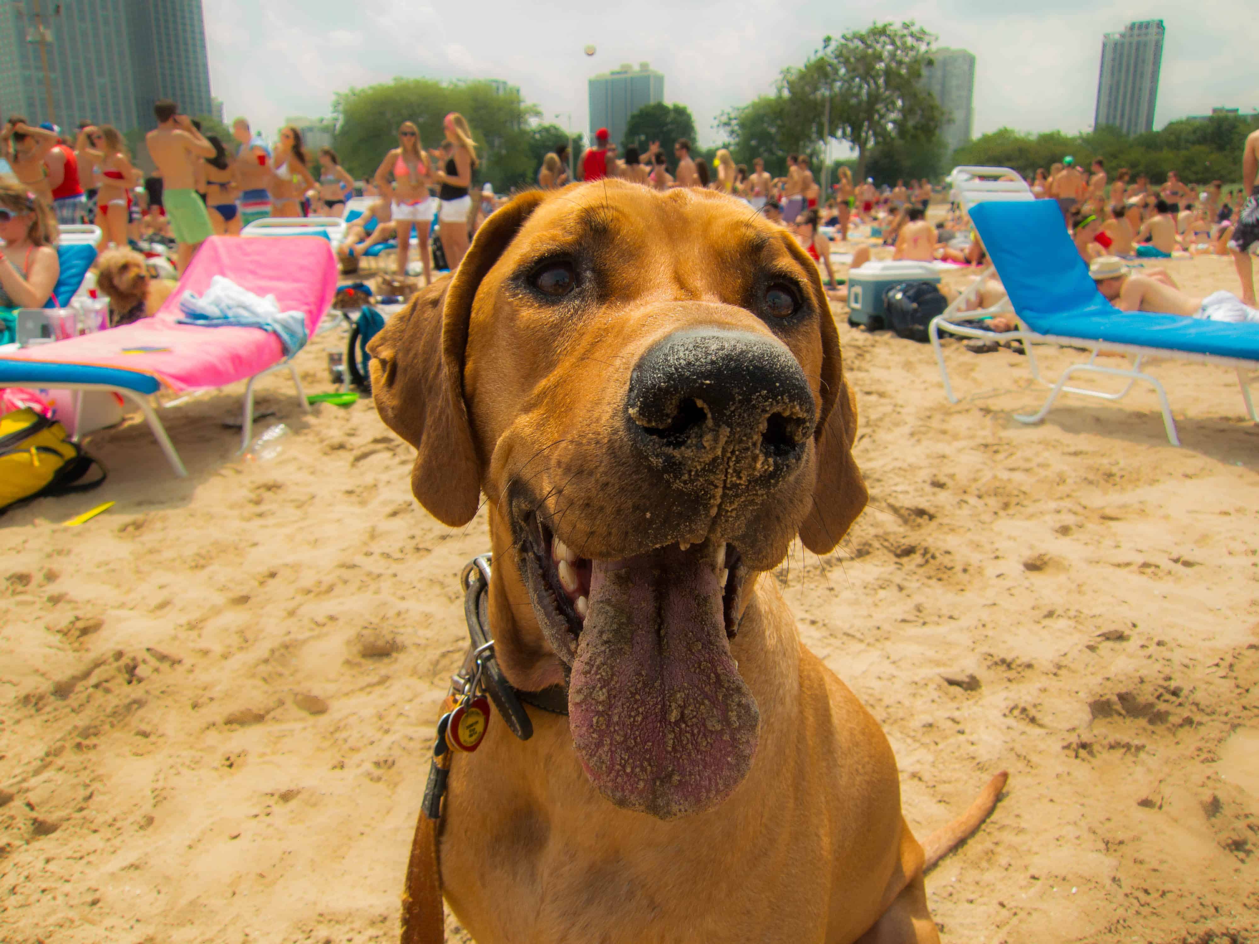 Rhodesian Ridgeback, pet adventure, dog blog, marking our territory, dog beach