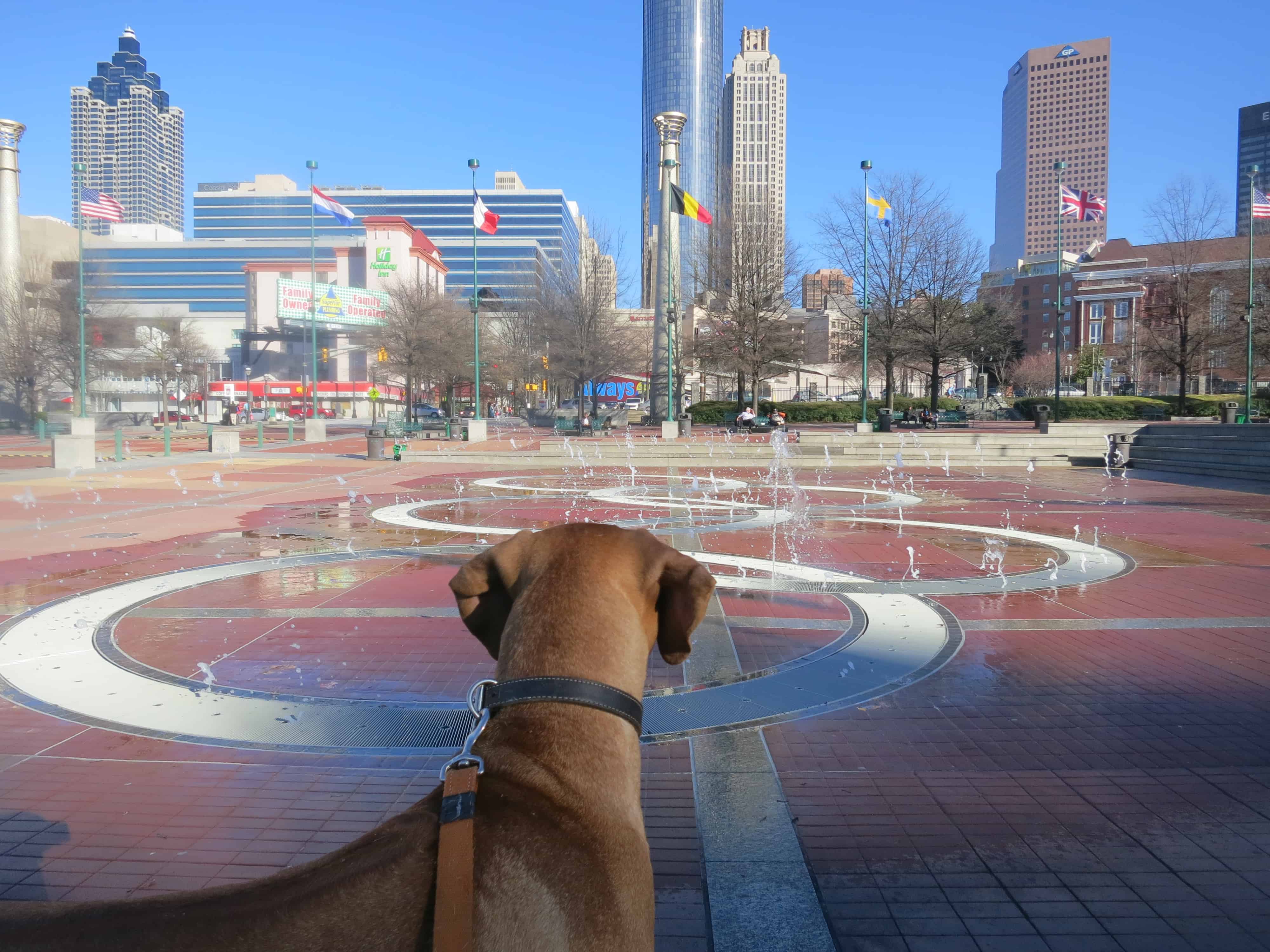 dog friendly atlanta