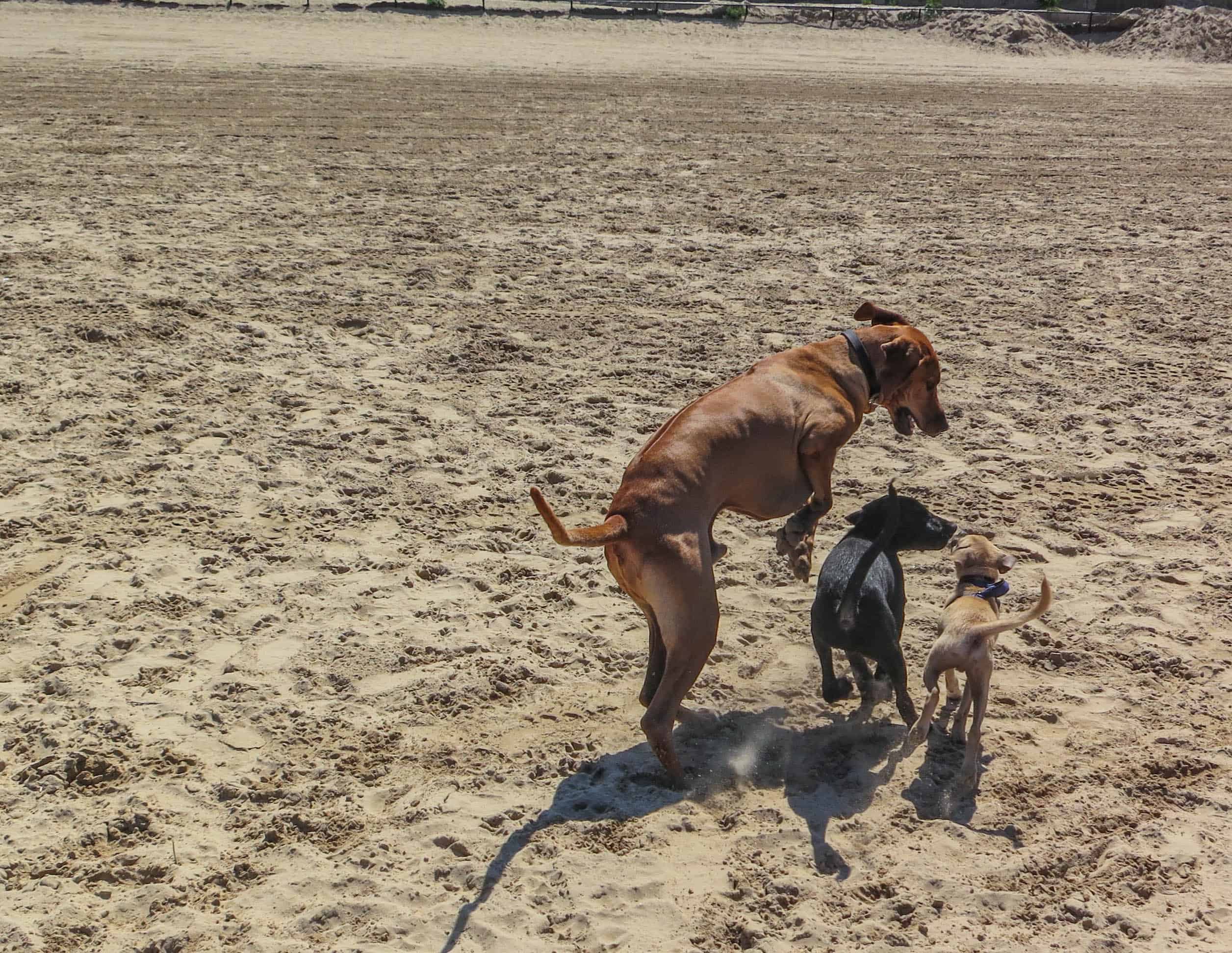 Rhodesian Ridgeback. dog adventure, Rhodesian Ridgeback photos, dog blog, dog beach, petcentric, marking our territory