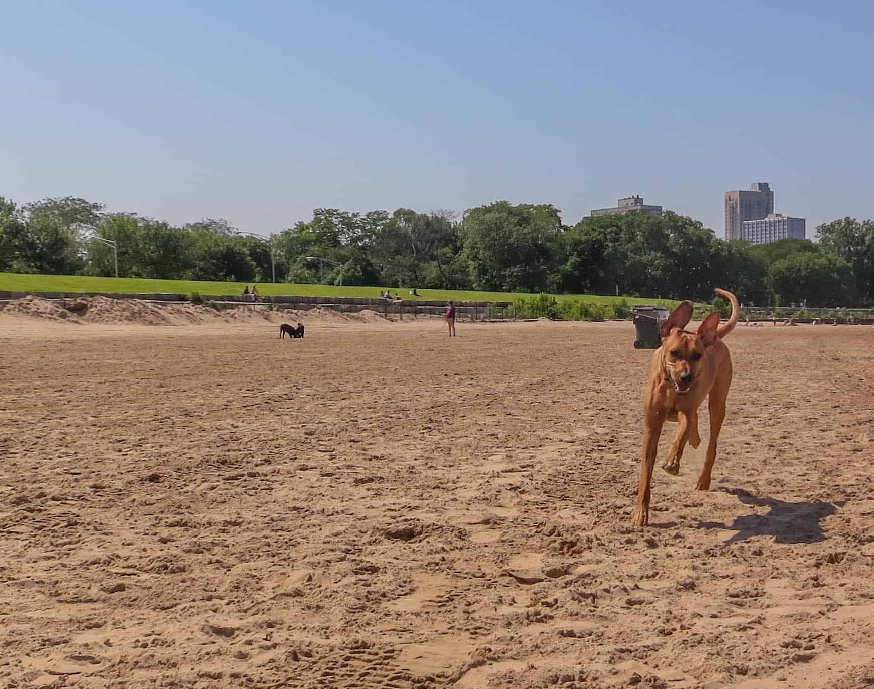 Rhodesian Ridgeback. dog adventure, Rhodesian Ridgeback photos, dog blog, dog beach, petcentric, marking our territory