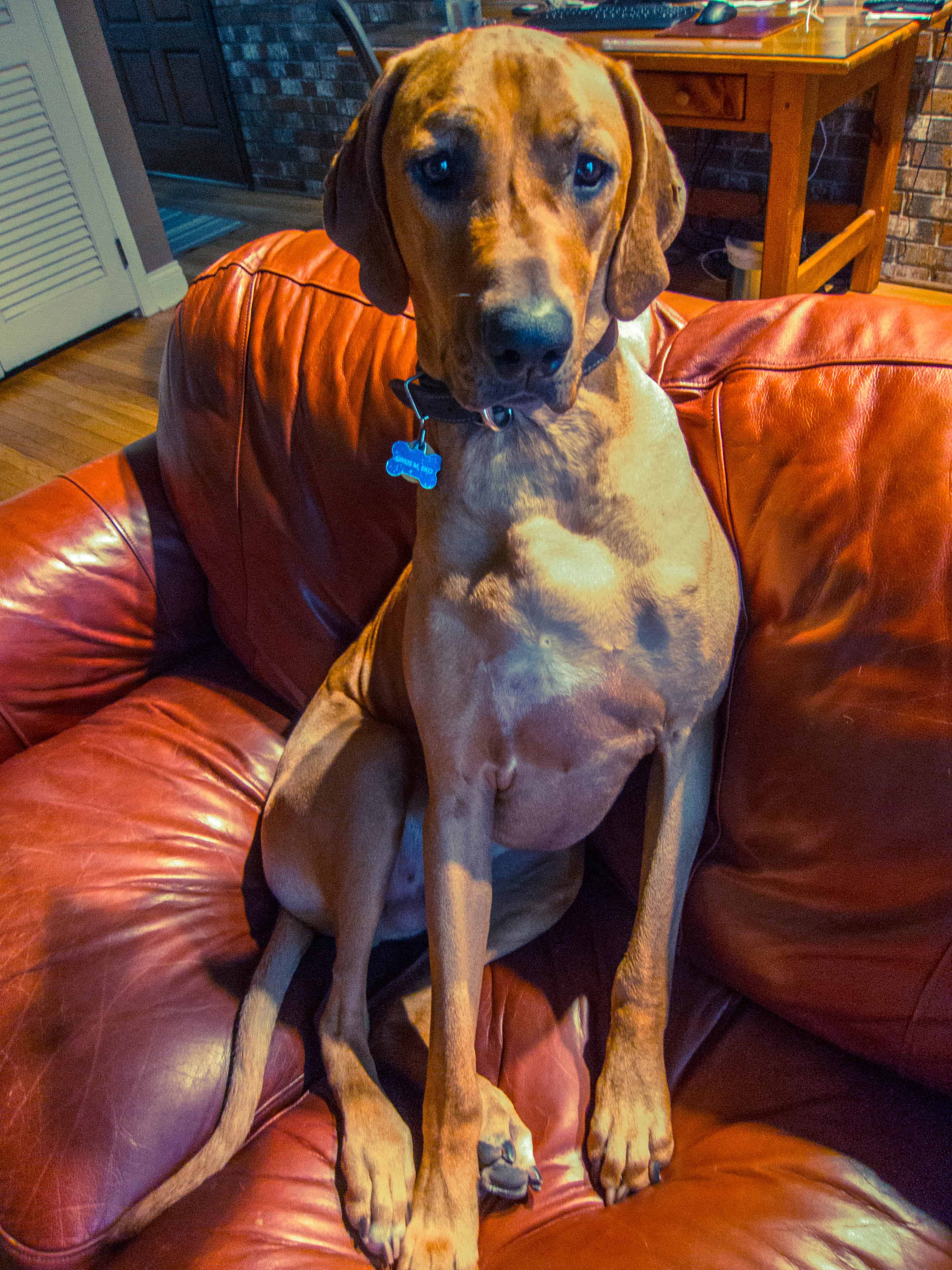 Rhodesian Ridgeback, Rhodesian Ridgeback photos, marking our territory, dog blog, dog adventure, pet adventure, petcentric, dog loves couch, funny