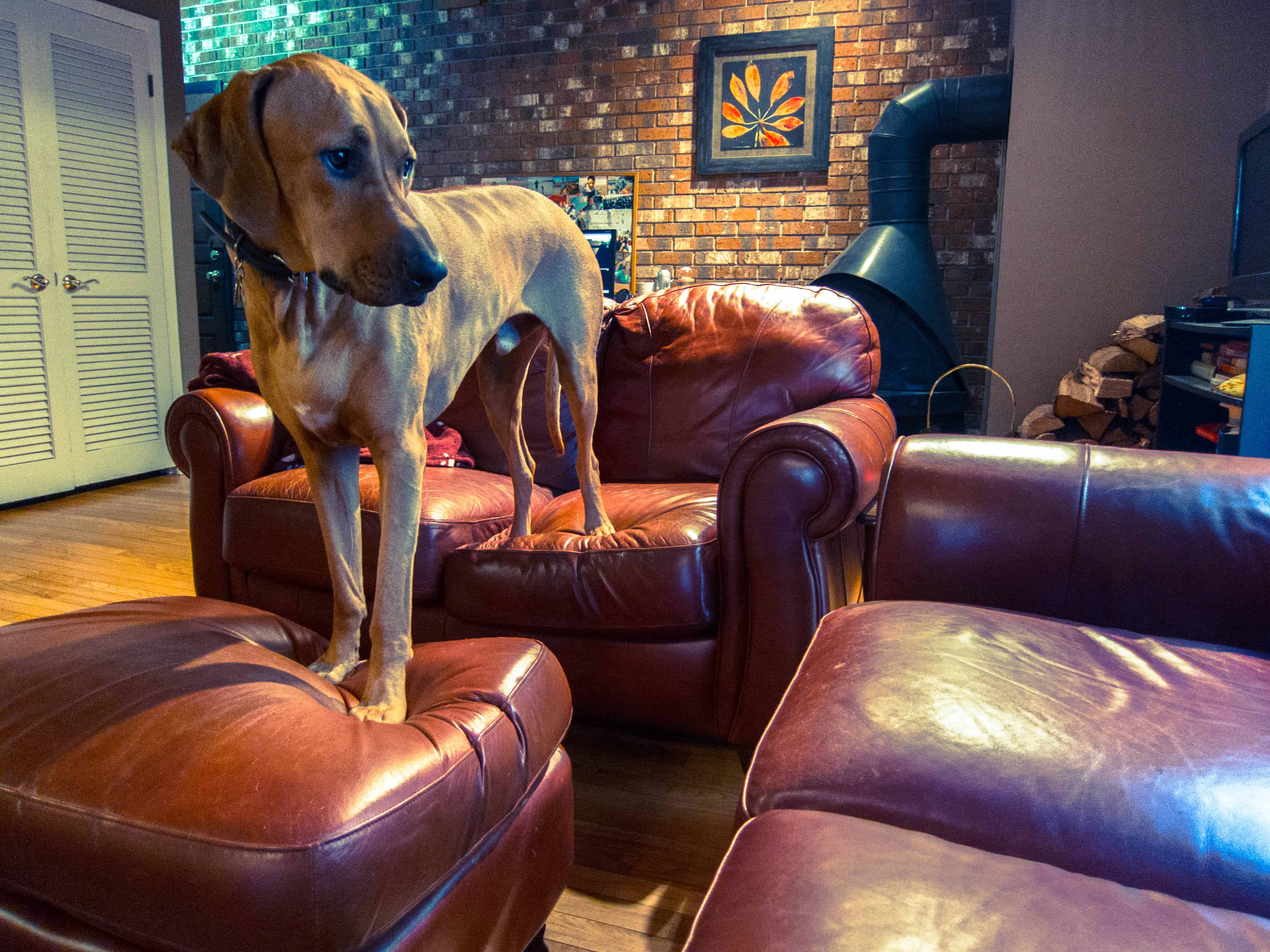 Rhodesian Ridgeback, Rhodesian Ridgeback photos, marking our territory, dog blog, dog adventure, pet adventure, petcentric, dog loves couch, funny