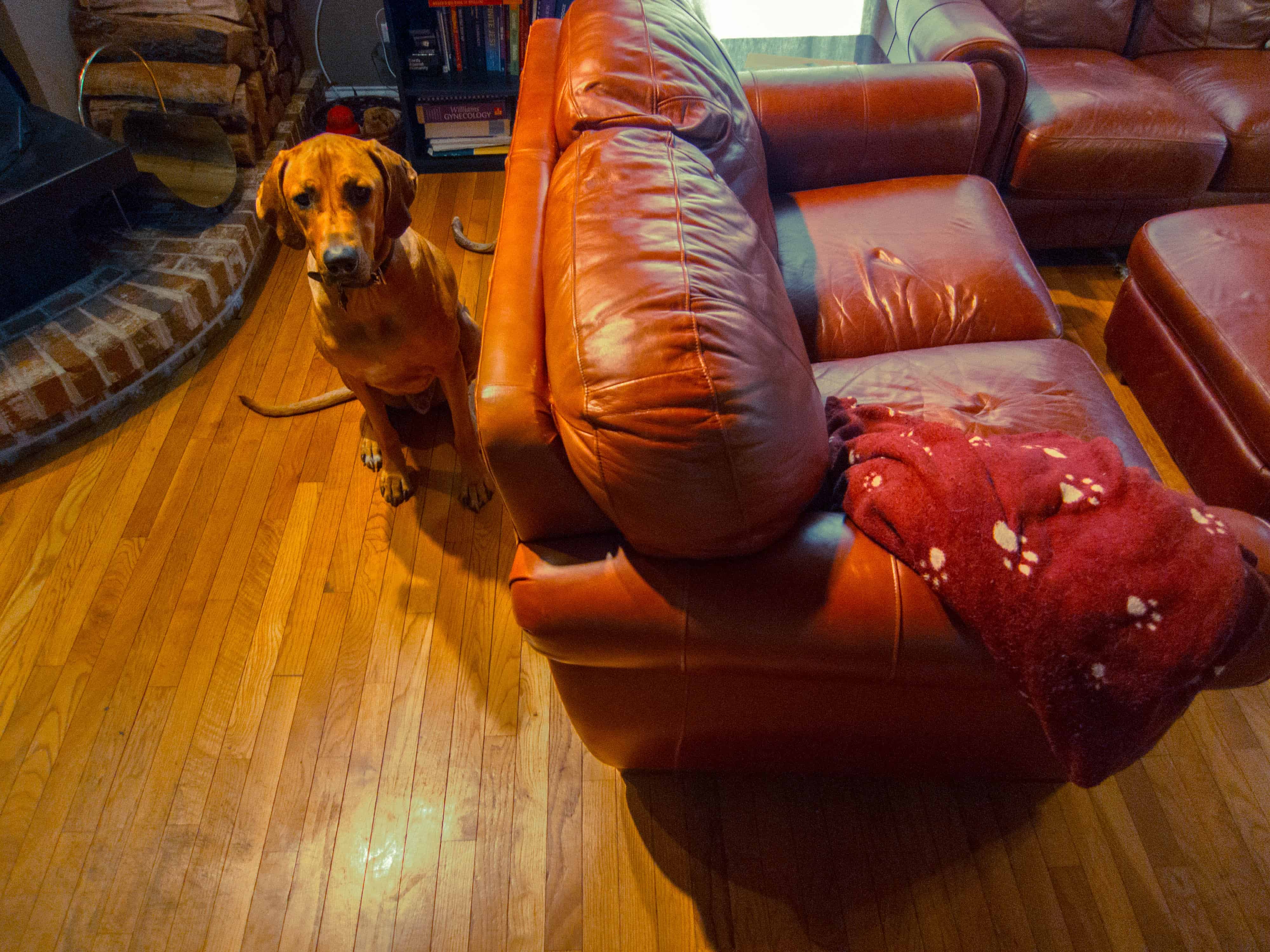 Rhodesian Ridgeback, Rhodesian Ridgeback photos, marking our territory, dog blog, dog adventure, pet adventure, petcentric, dog loves couch, funny