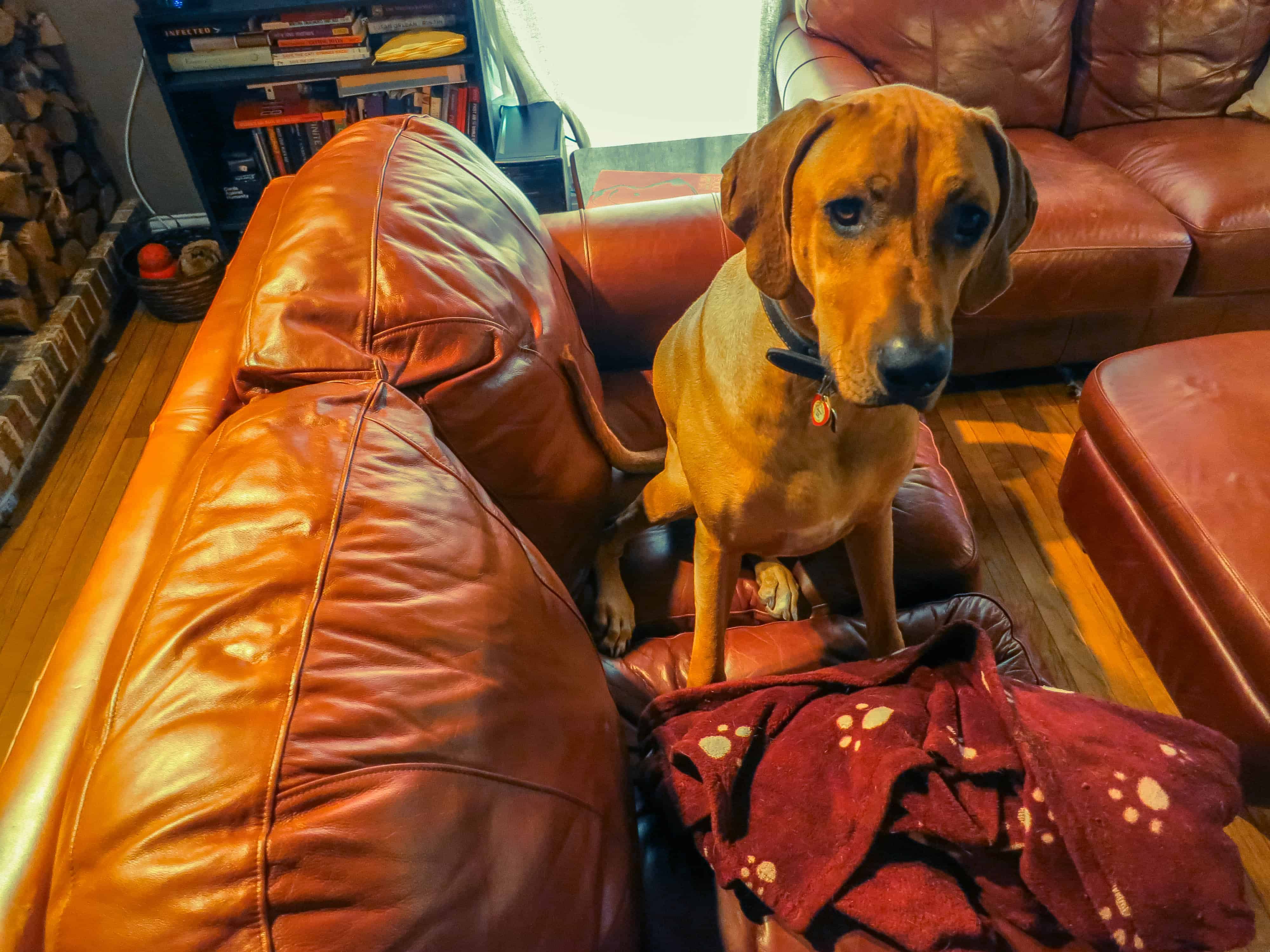 Rhodesian Ridgeback, Rhodesian Ridgeback photos, marking our territory, dog blog, dog adventure, pet adventure, petcentric, dog loves couch, funny