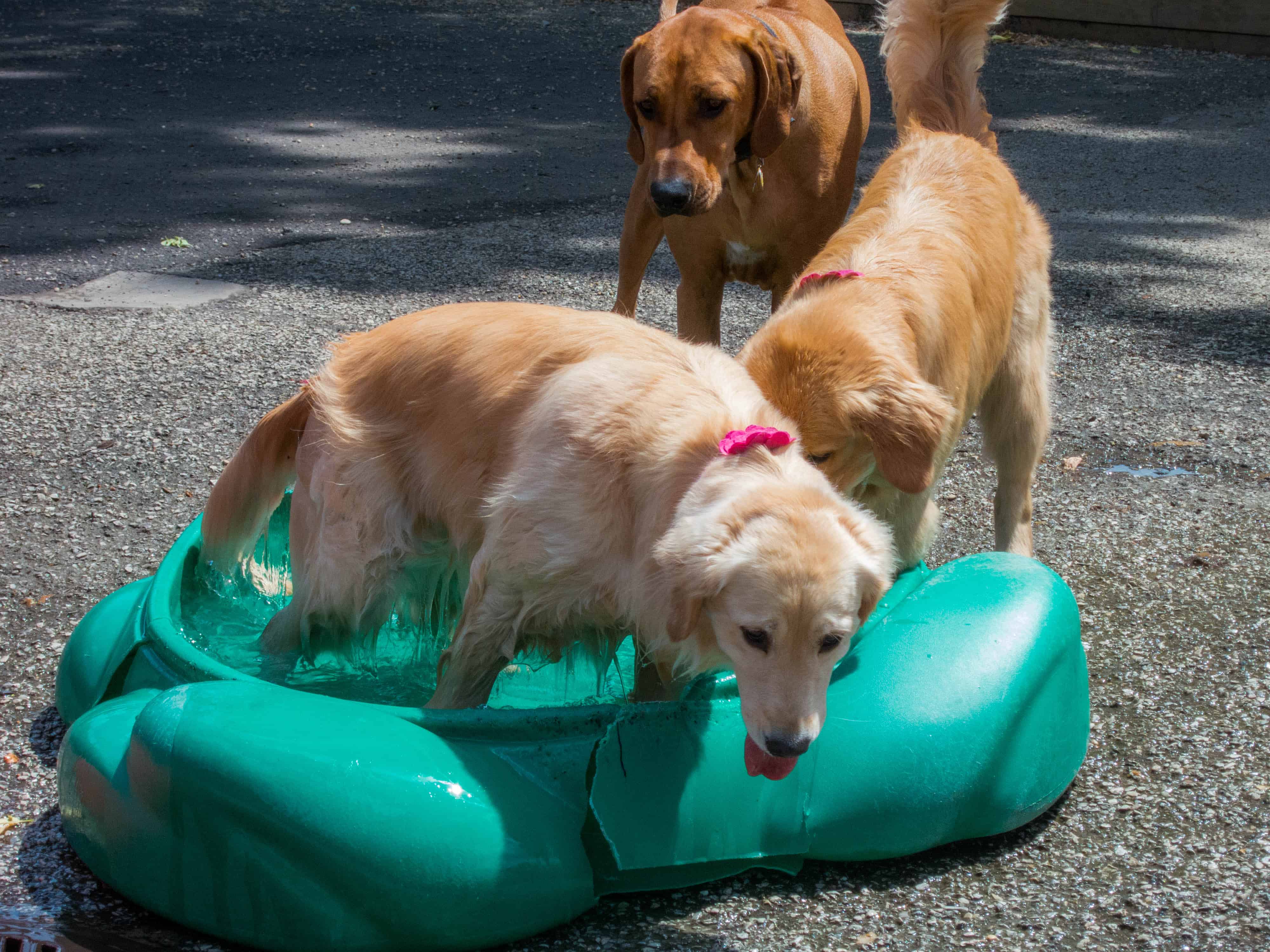 marking our territory, two dogs, adventure, petcentric