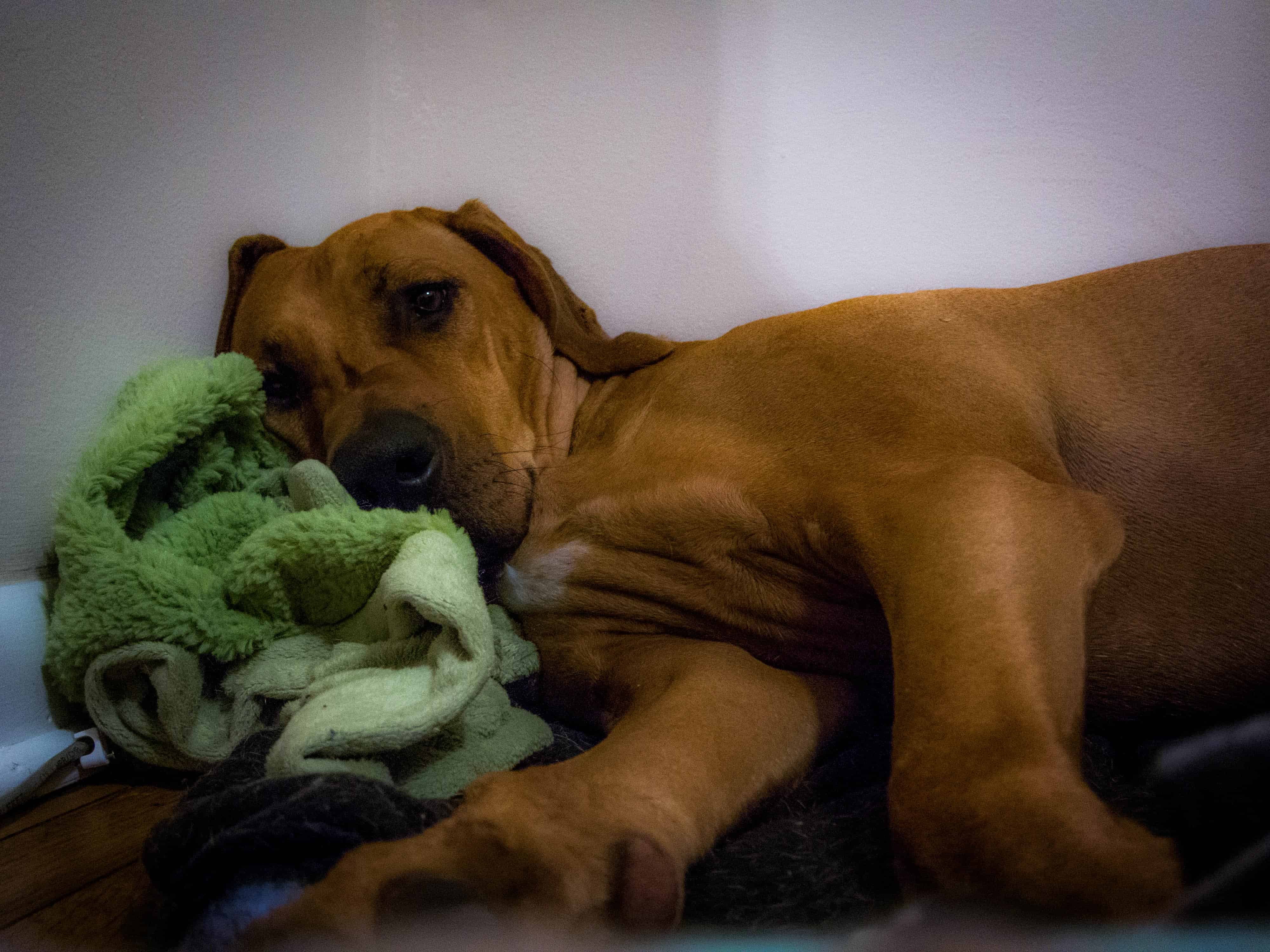 Rhodesian Ridgeback, dogs, puppies, dog blog, pet friendly, adventure, marking our territory