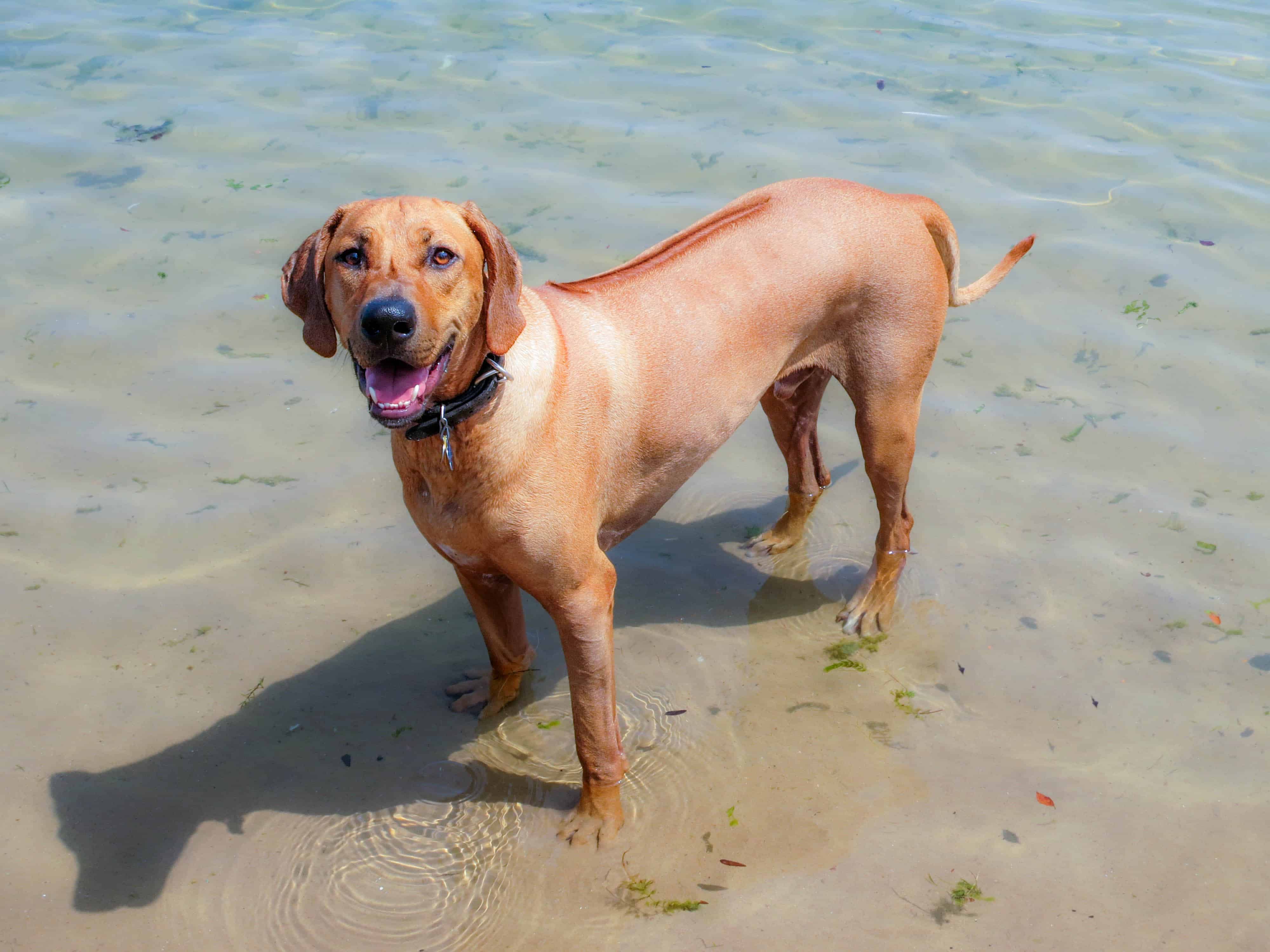 Rhodesian Ridgeback, dog adventure, petcentric, marking our territory, dog blog, dog photos