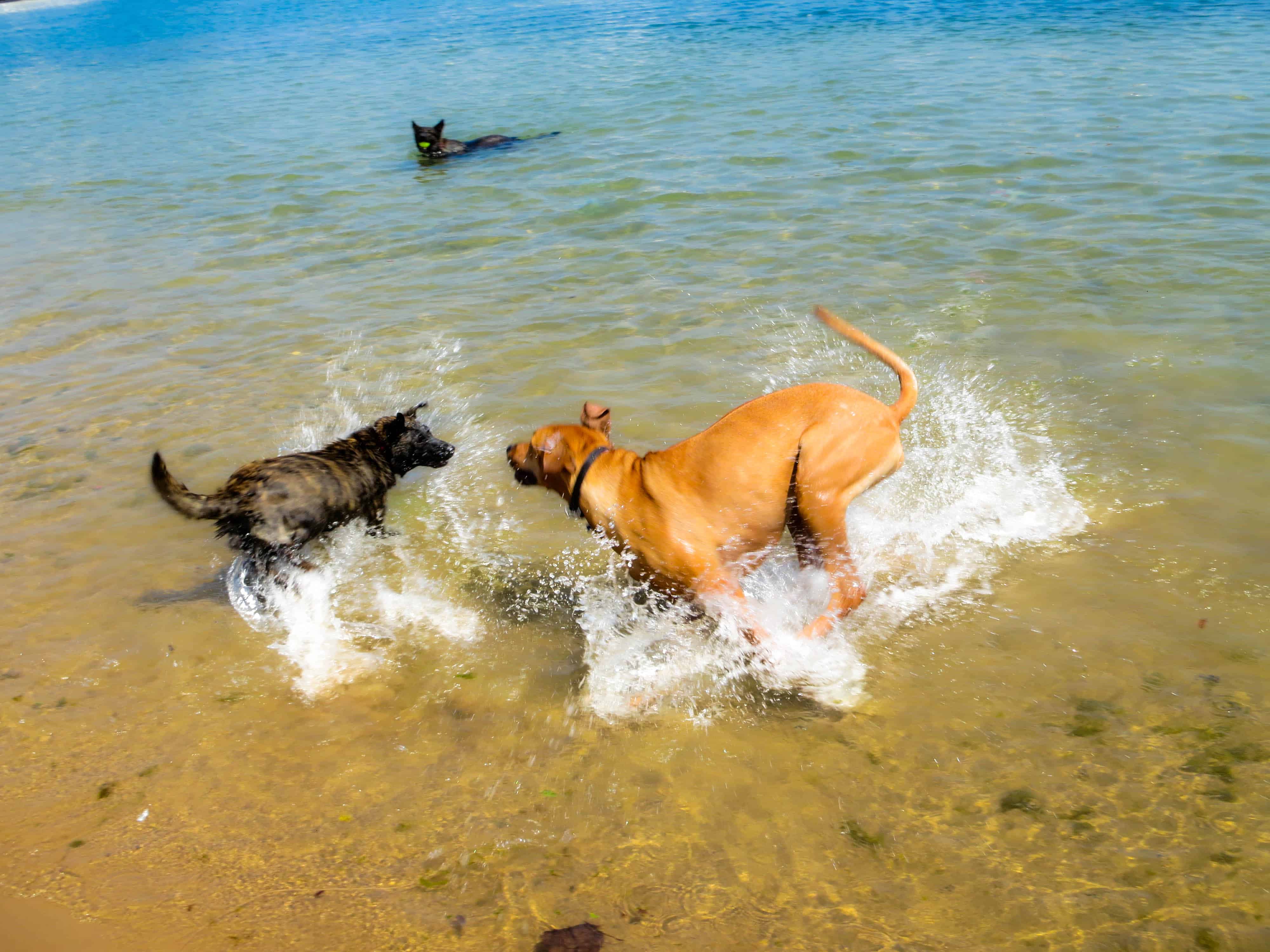 Rhodesian Ridgeback, dog adventure, petcentric, marking our territory, dog blog, dog photos