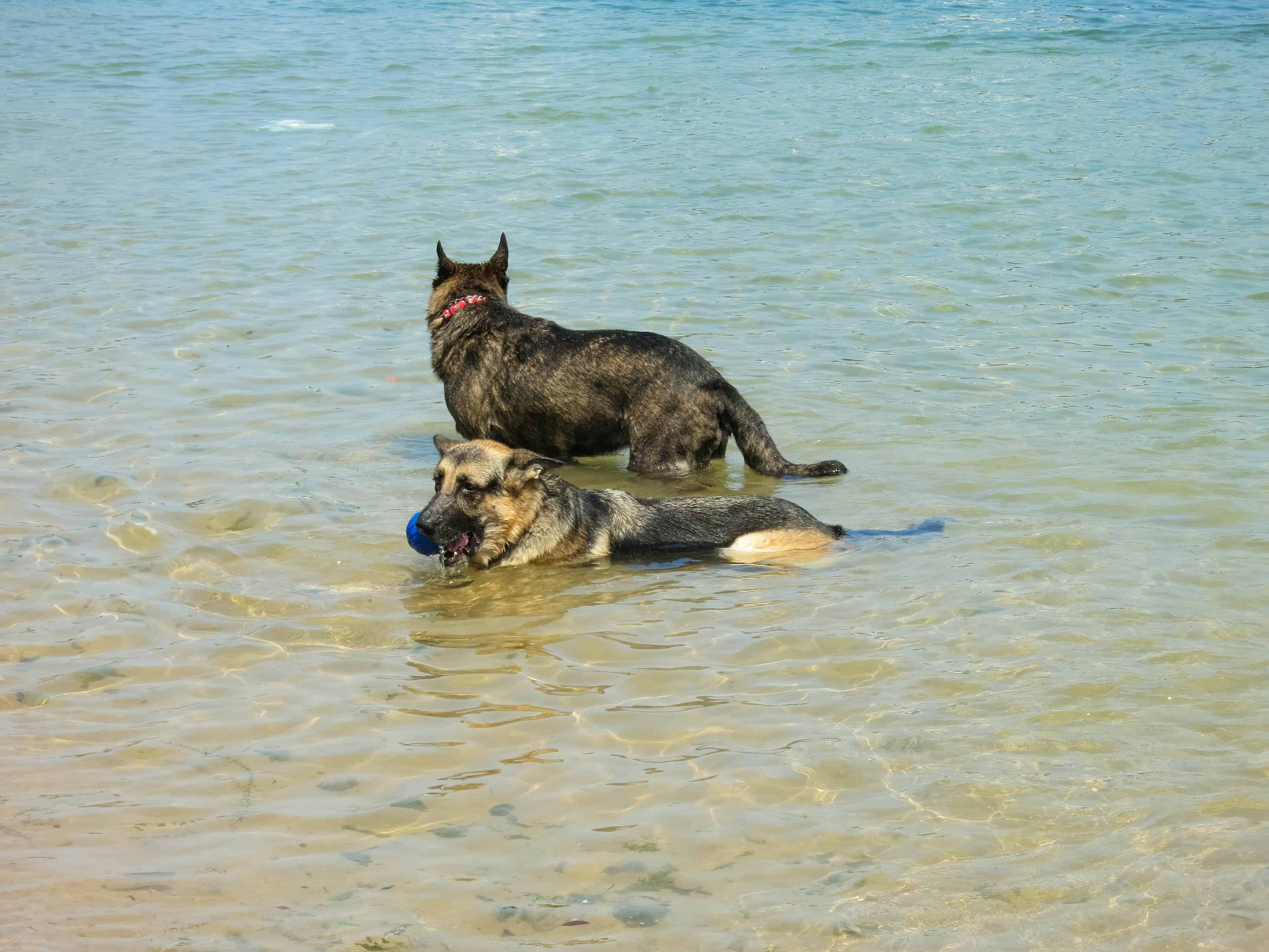 marking our territory, two dogs, adventure, petcentric