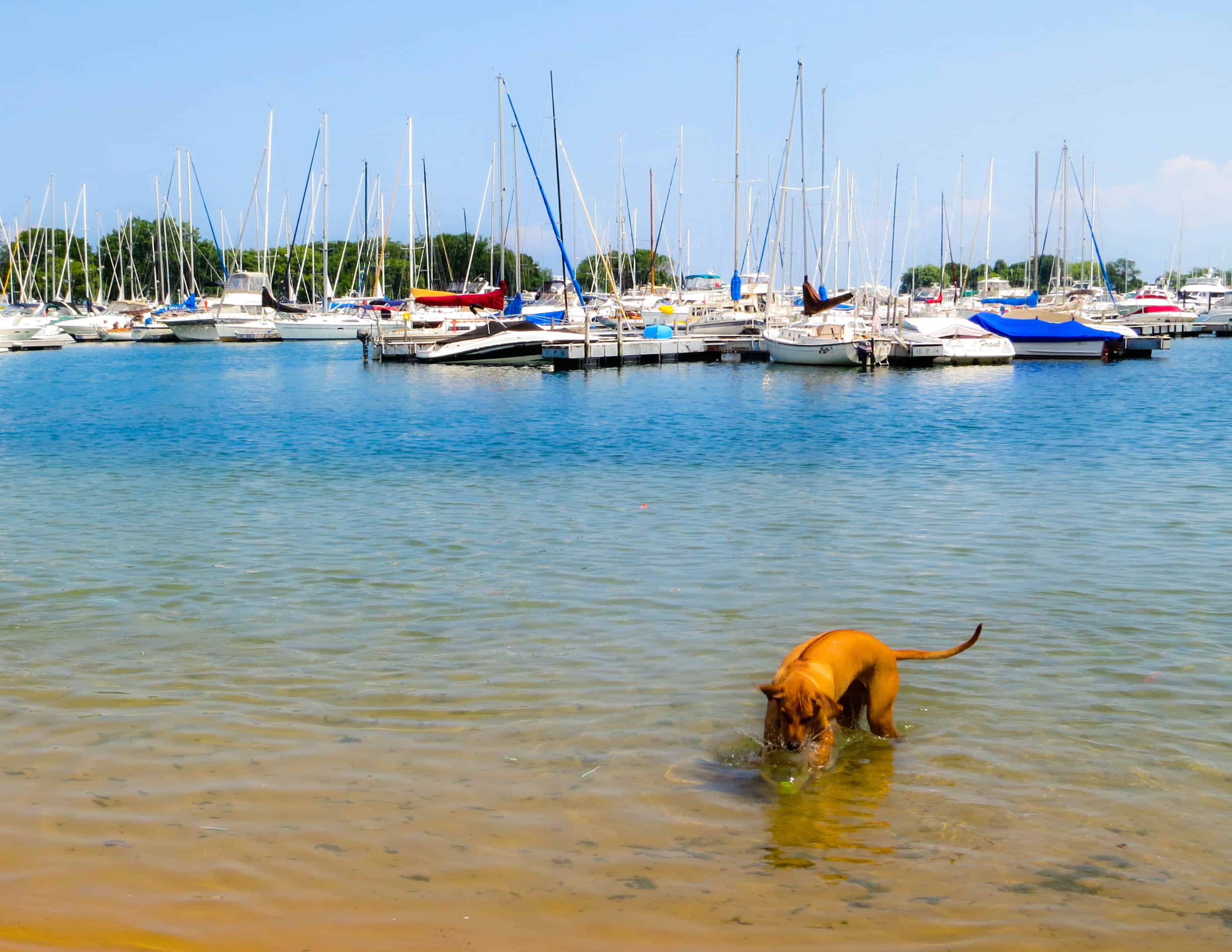 Rhodesian Ridgeback, dog adventure, petcentric, marking our territory, dog blog, dog photos