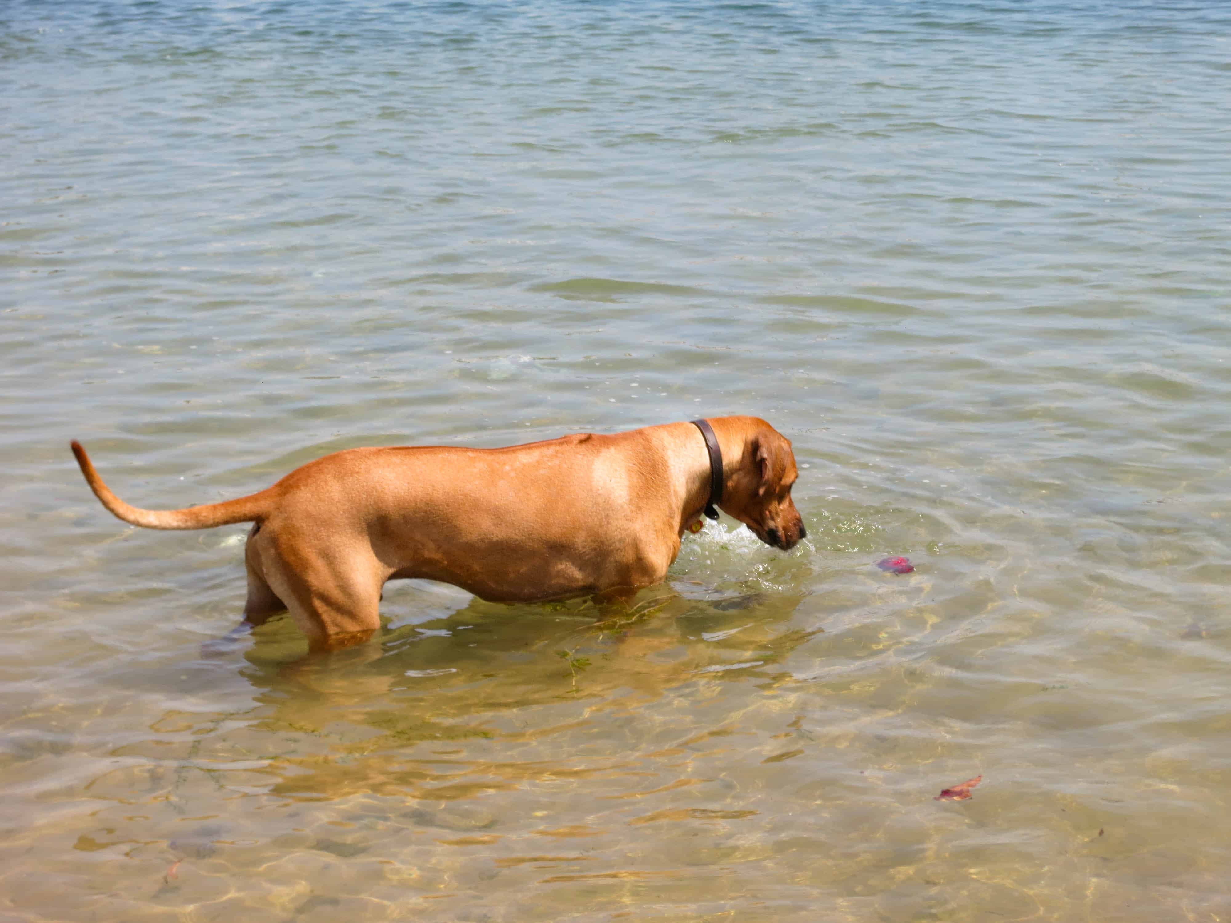 Rhodesian Ridgeback, Rhodesian Ridgeback photos, dog adventure, marking our territory, dog blog, petcentric