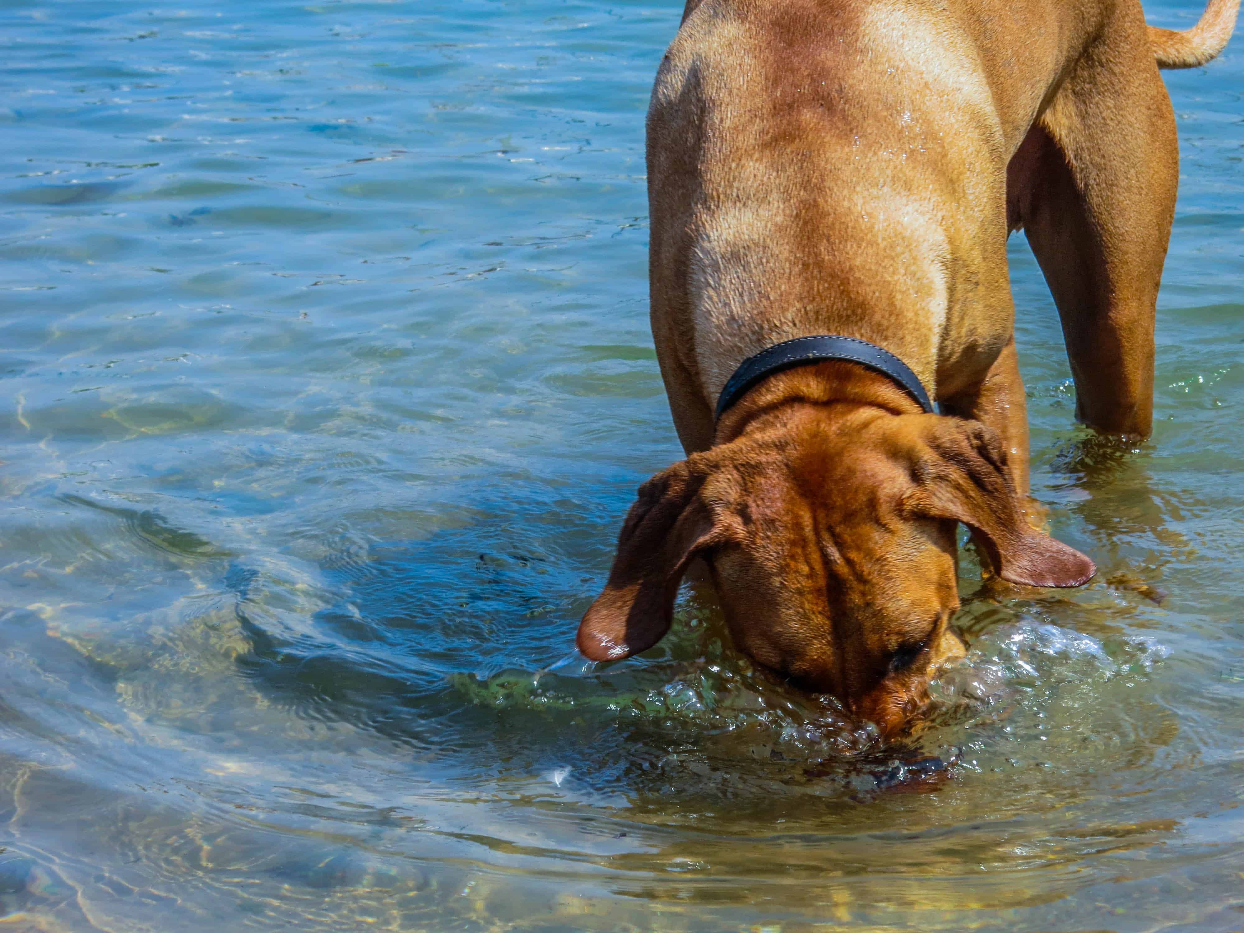 Rhodesian Ridgeback, adventure, marking our territory, dogs, funny