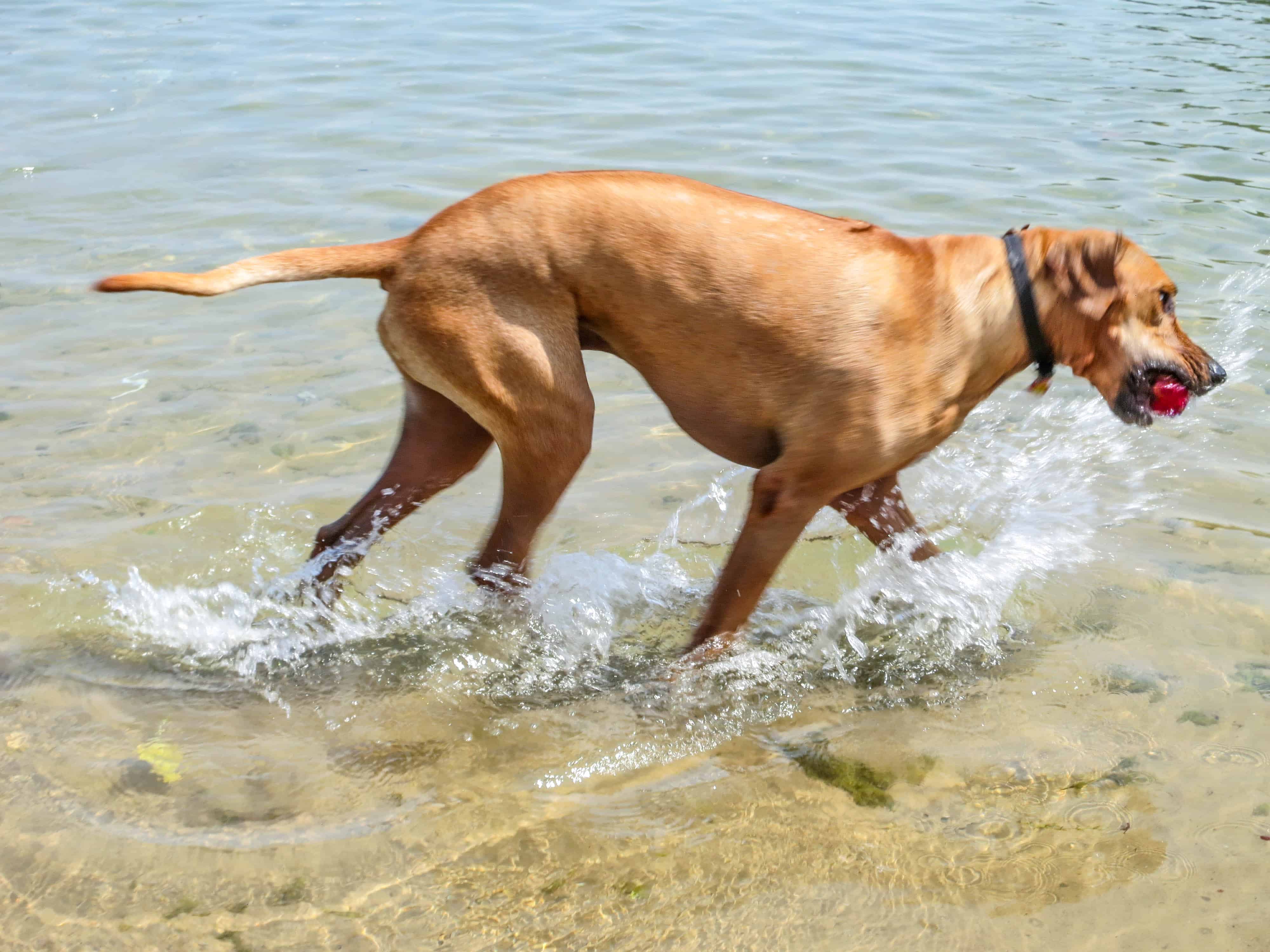 Rhodesian Ridgeback, Rhodesian Ridgeback photos, dog adventure, marking our territory, dog blog, petcentric