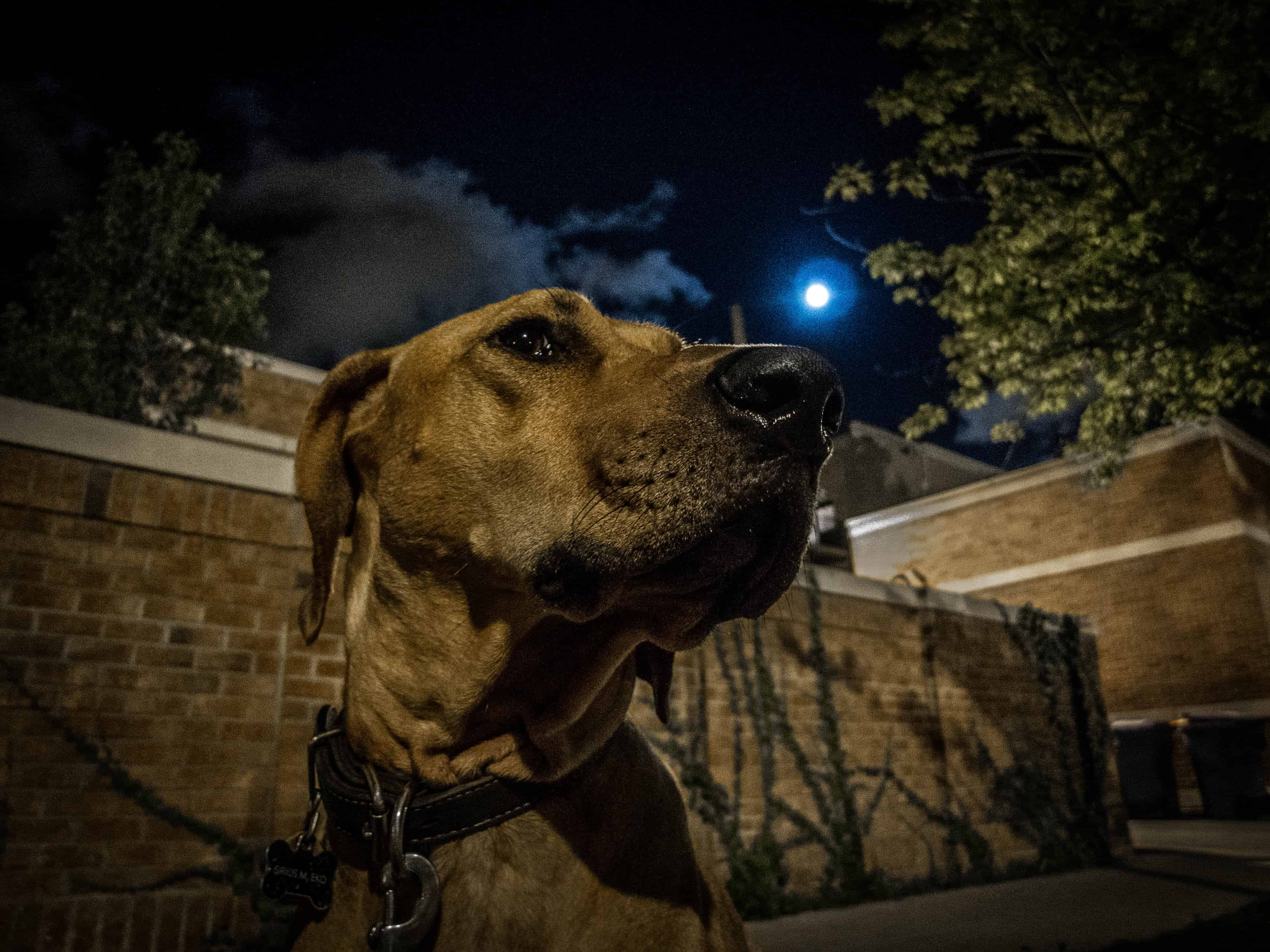 Rhodesian Ridgeback, dog adventure, marking our territory, petcentric, rhodesian ridgeback photos