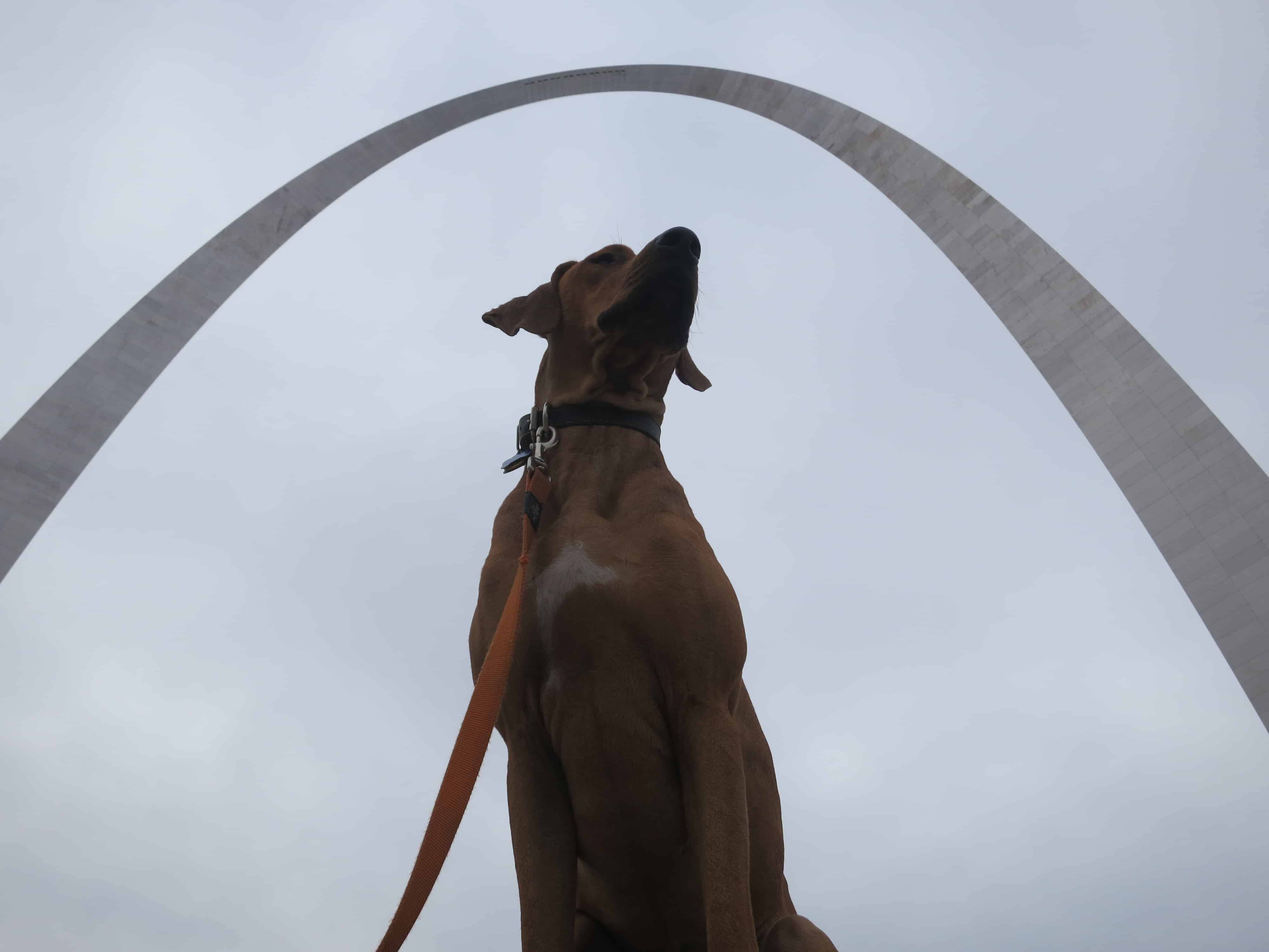 dog friendly st. louis