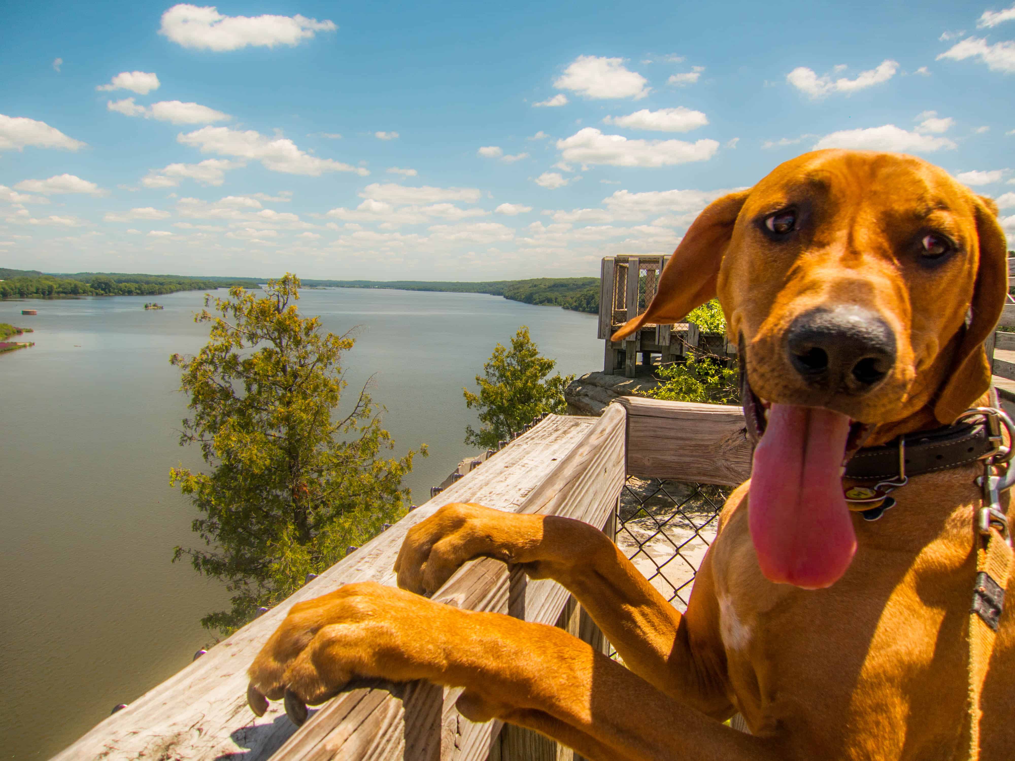 Rhodesian RIdgeback, dog adventure, dog photos, pet-friendly places, petcentric, hiking with your dog, marking our territory