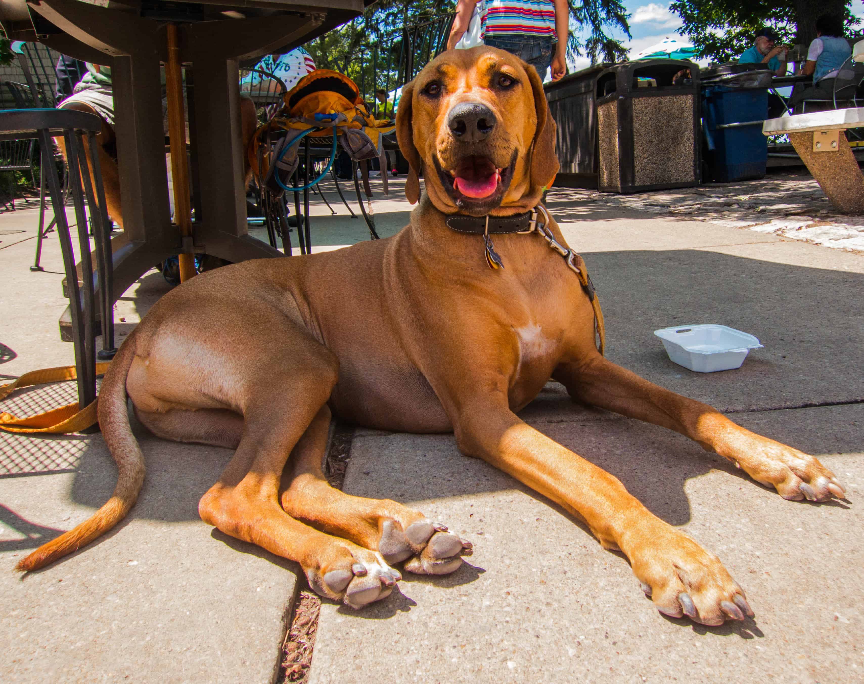 Rhodesian RIdgeback, dog adventure, dog photos, pet-friendly places, petcentric, hiking with your dog, marking our territory