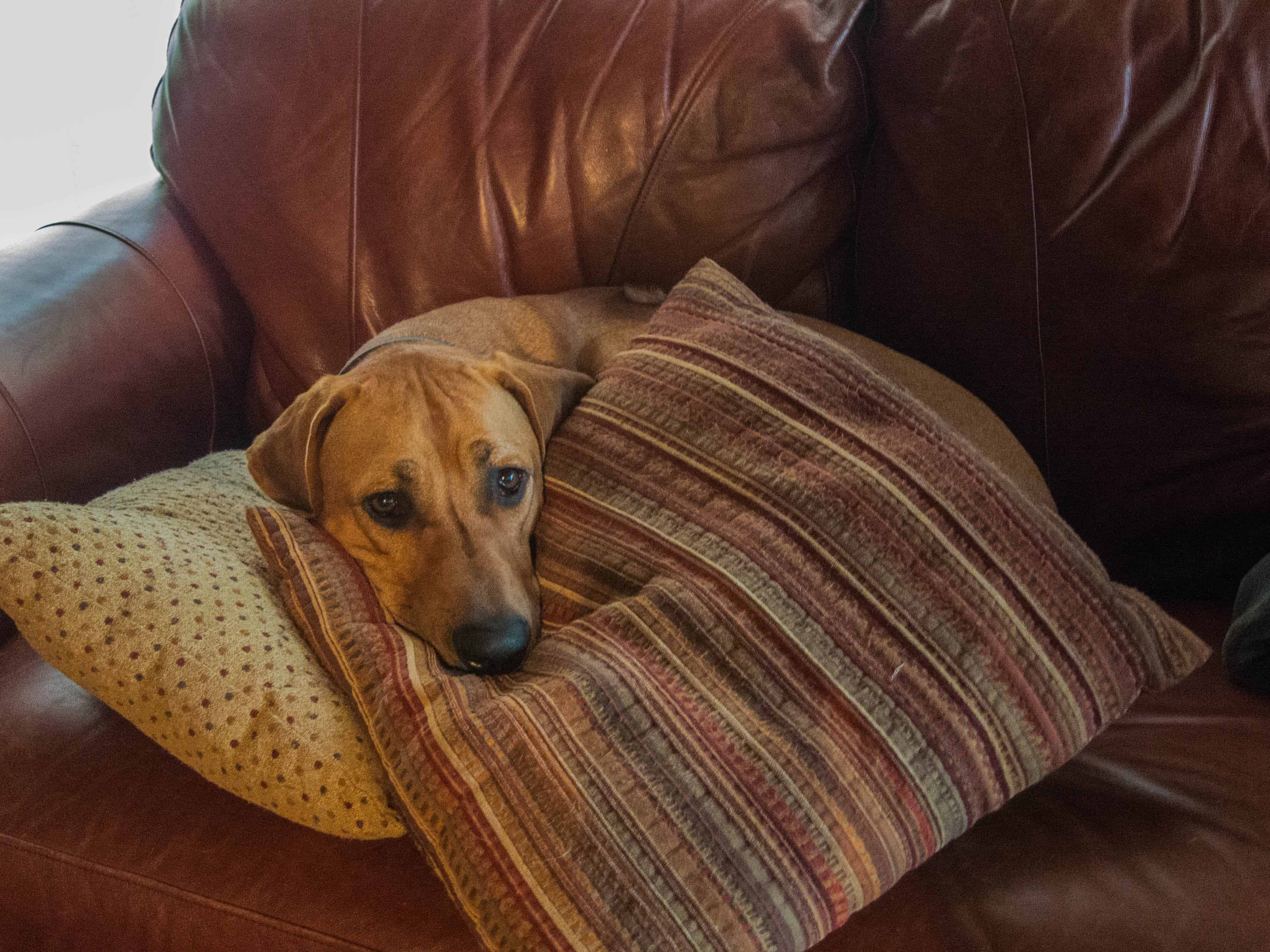 Rhodesian Ridgeback, dog adventure, marking our territory, petcentric, rhodesian ridgeback photos