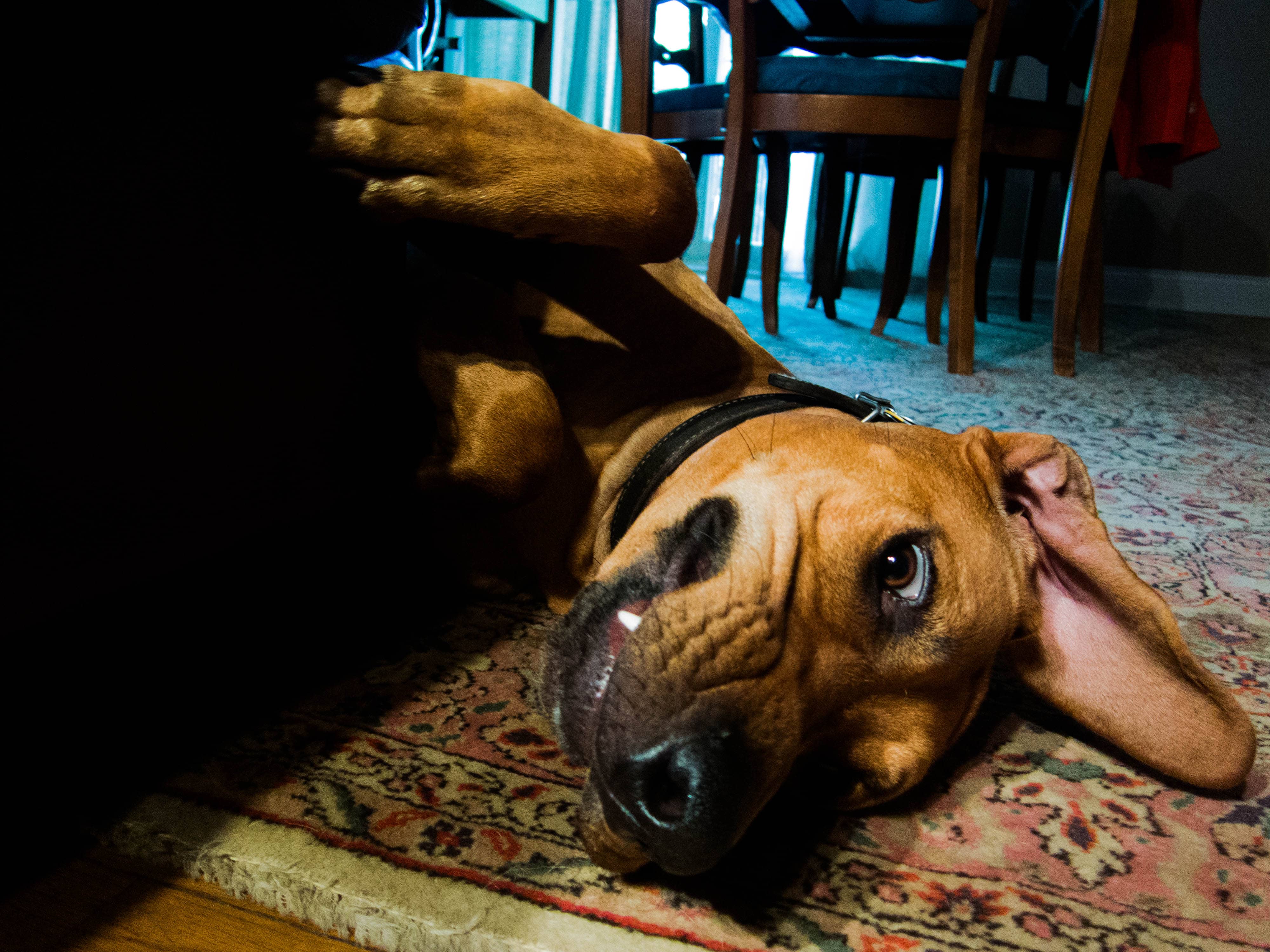 Rhodesian Ridgeback, dog adventure, marking our territory, petcentric, rhodesian ridgeback photos