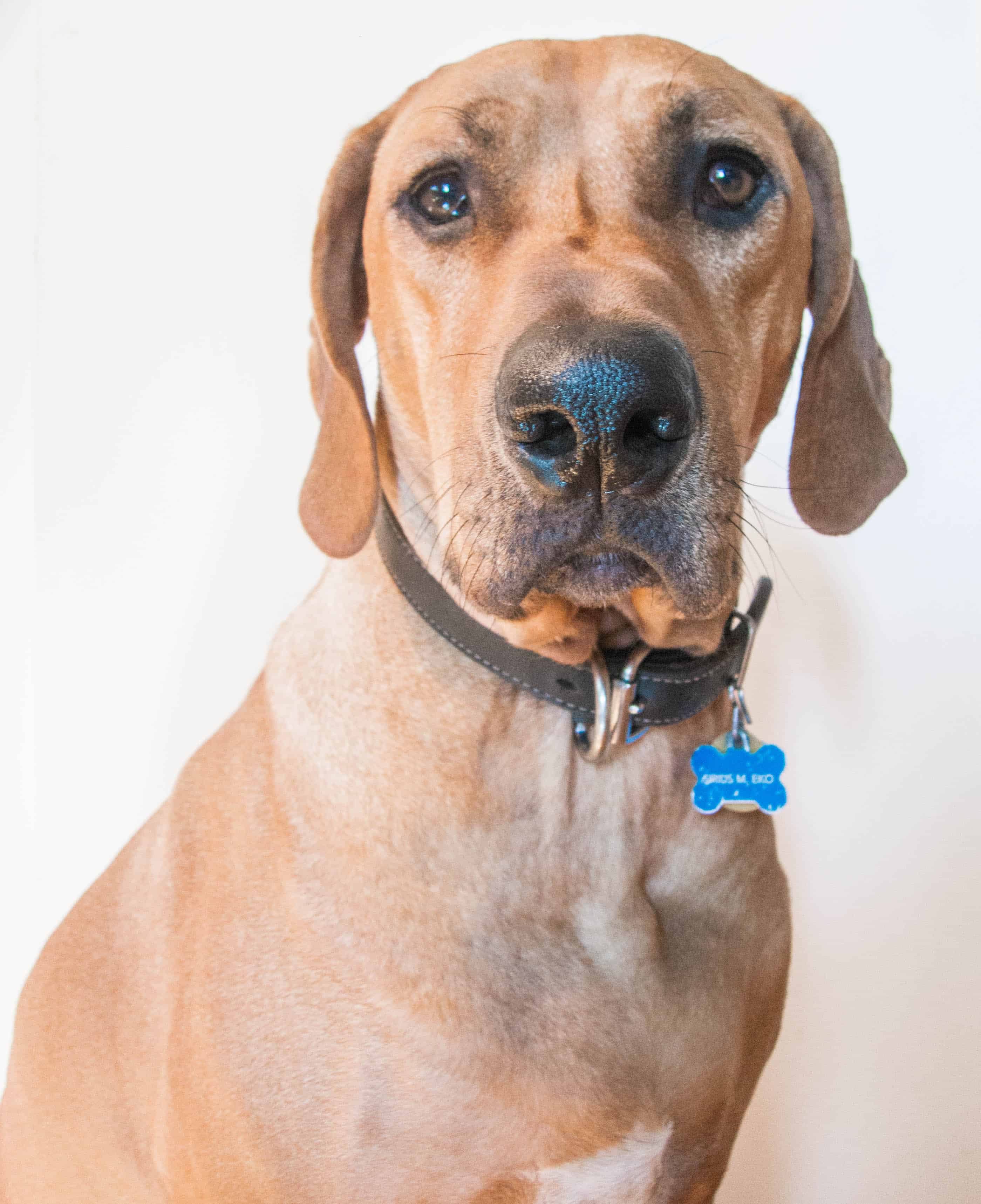 Rhodesian Ridgeback, marking our territory, dog fashion