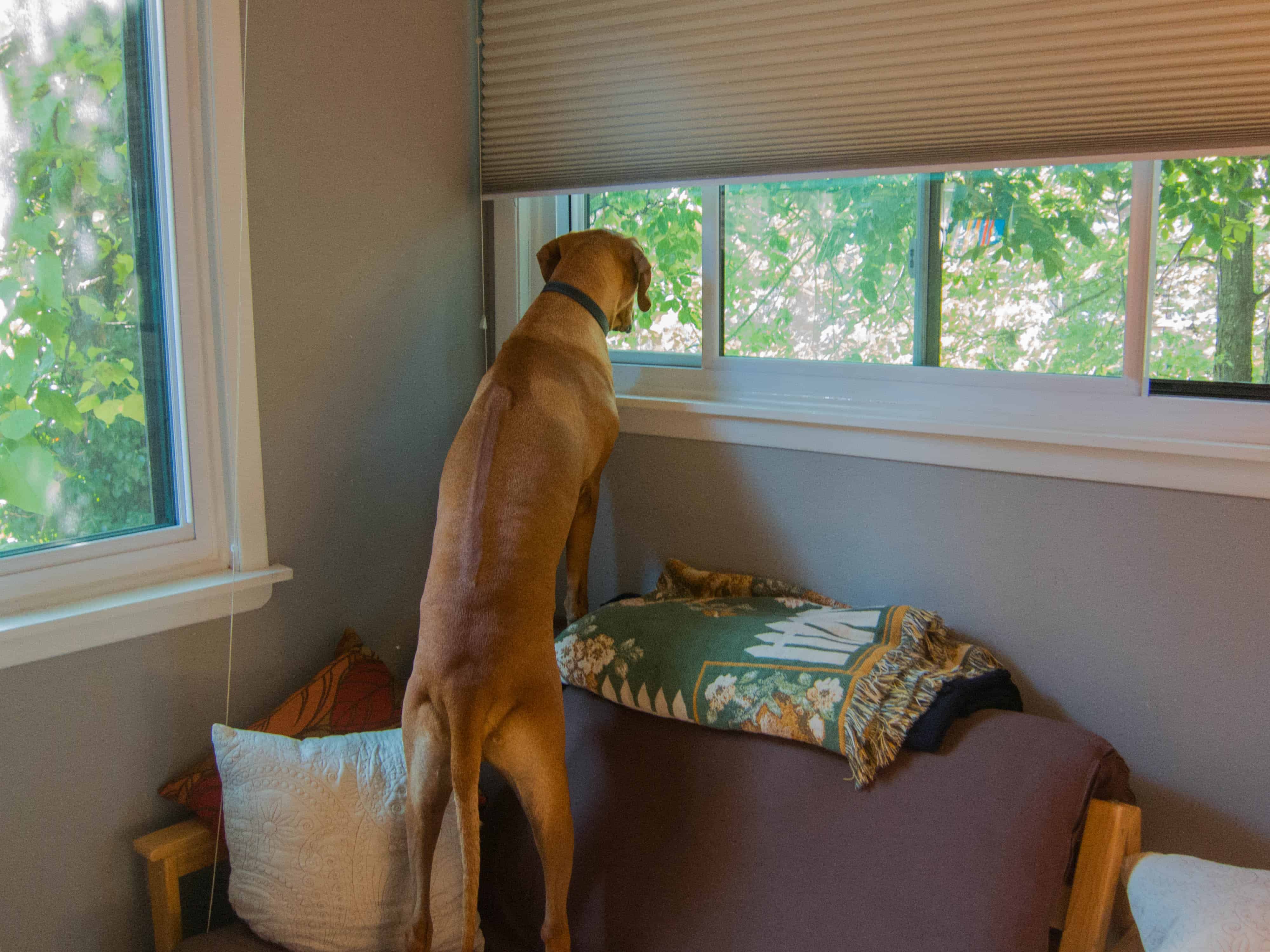 Rhodesian Ridgeback, marking our territory, petcentric, dog adventure, dog photos, funny