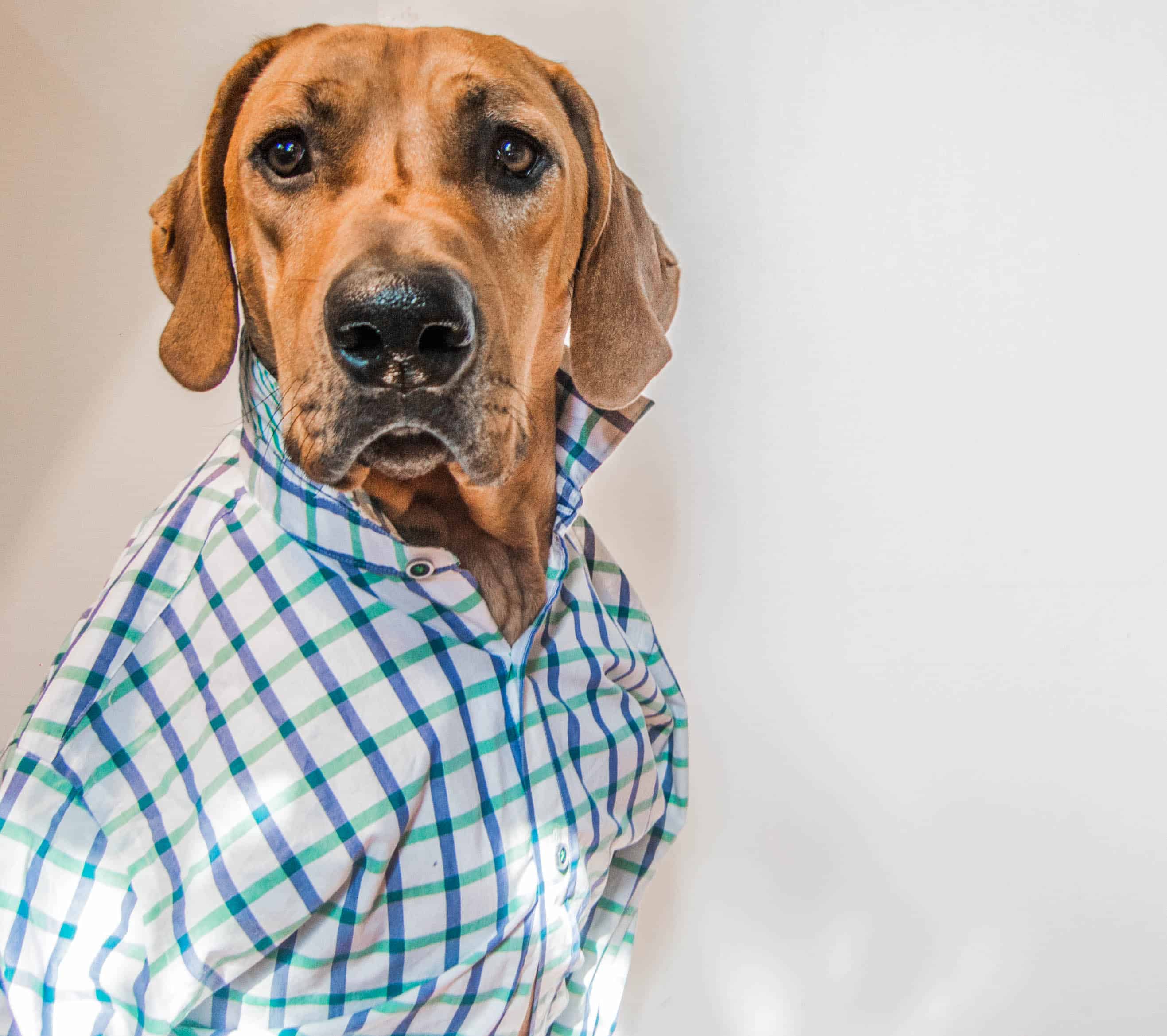 Rhodesian Ridgeback, dog model